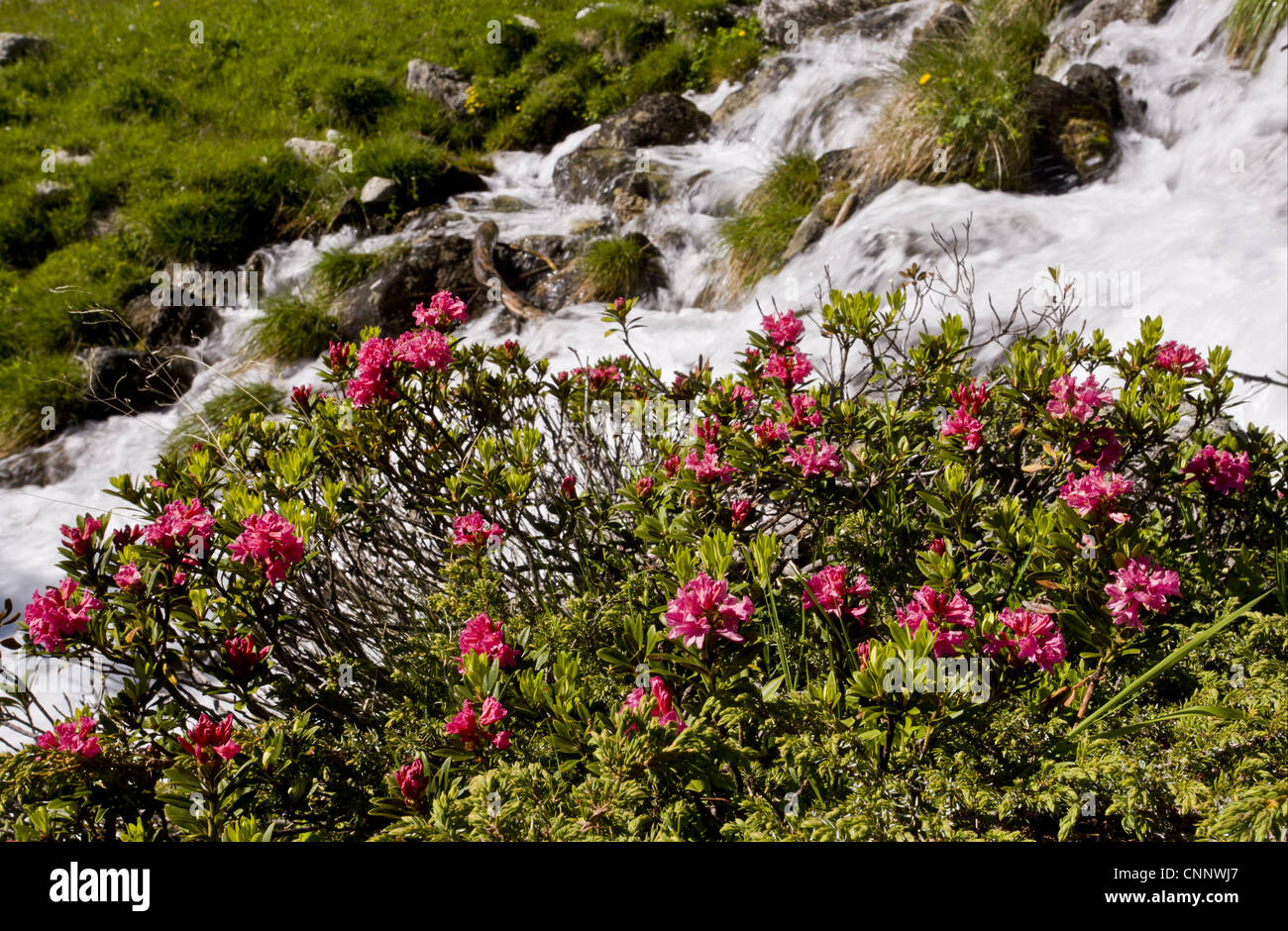 Alpenrose (Rhododendron Ferrugineum) blhen, wachsen neben alpinen Fluss  Engadiner Tal, Schweizer Alpen, Schweiz, Juni Stockfotografie - Alamy