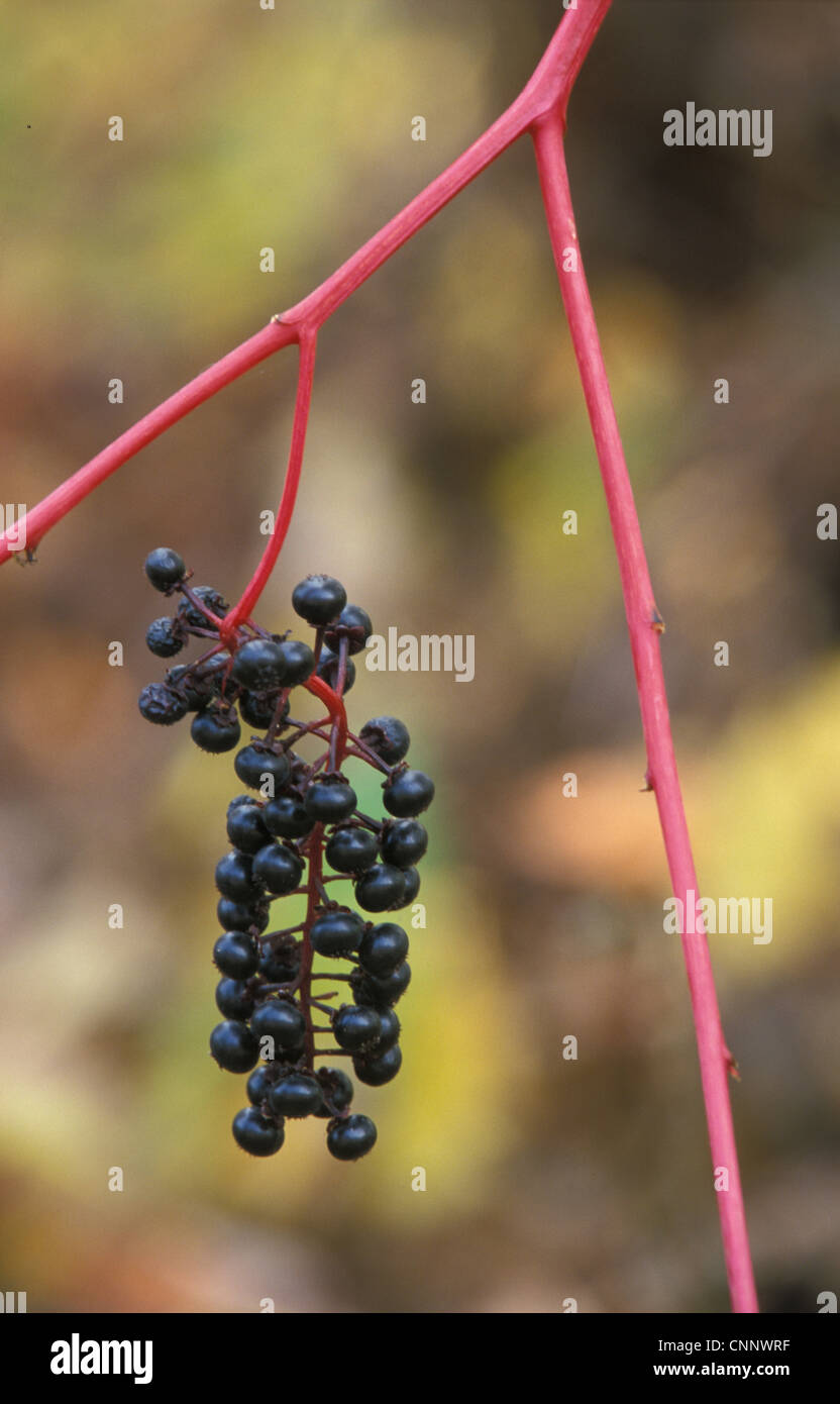 Poke Berry (Phytolacca Americana) Appalachen, USA. Stockfoto
