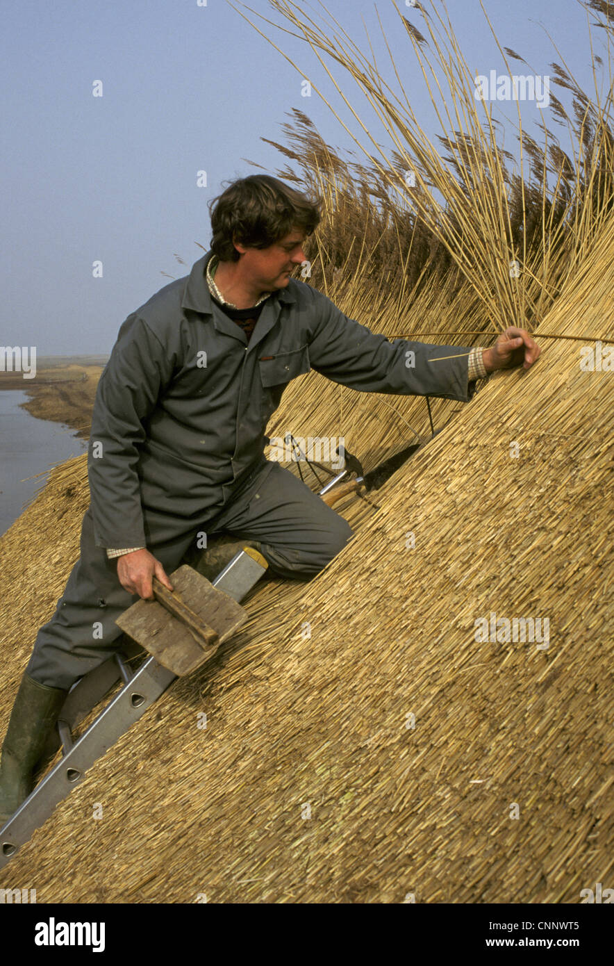 Thatcher thatching Dach mit Schilf, Cley, Norfolk, England Stockfoto