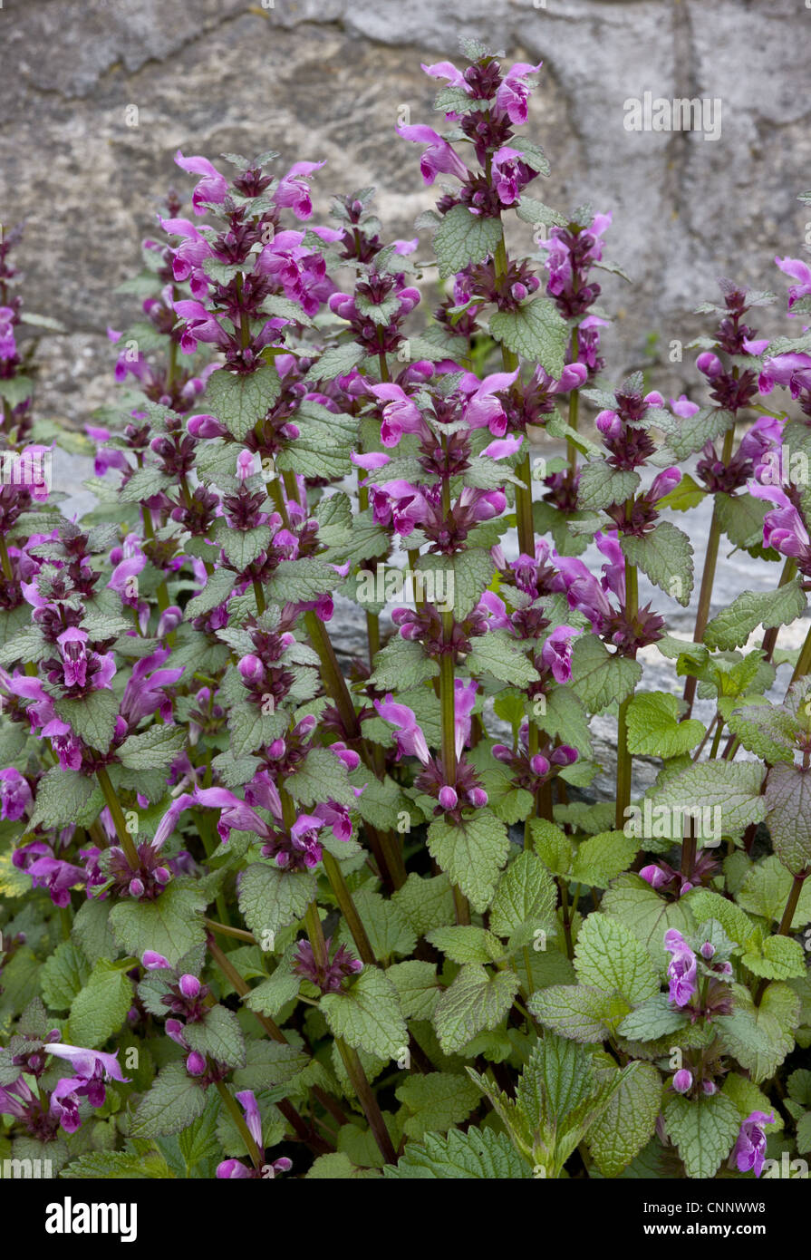 Gargano Toten-Nessel (Lamium Garganicum) Blüte, Bulgarien, kann Stockfoto