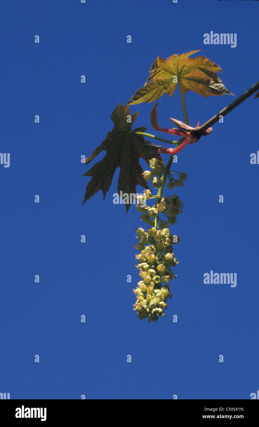 Acer Glabrum Blume / Mai. Küsten NW-Kalifornien. Stockfoto
