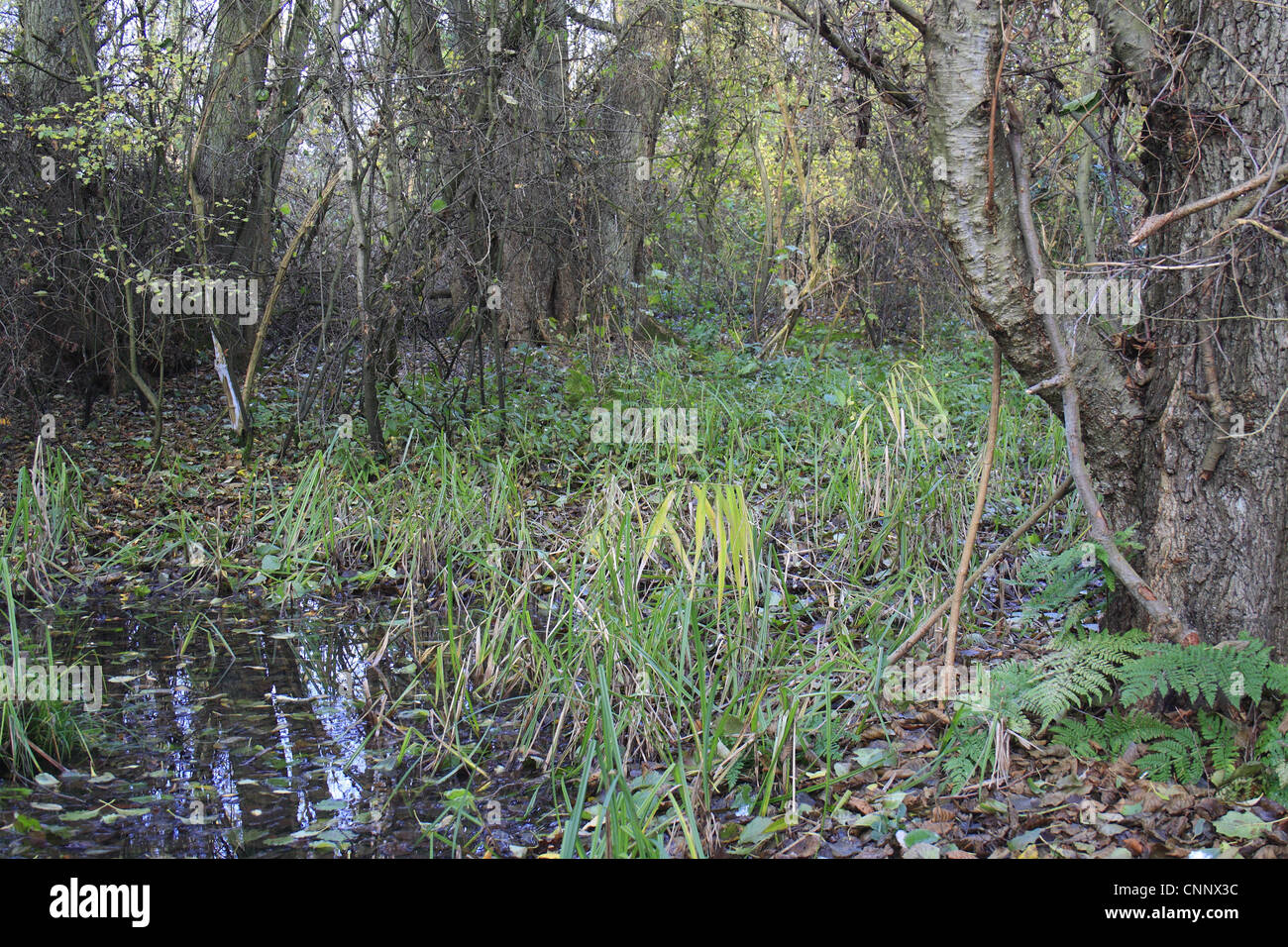 Gemeinsamen Erle Alnus Glutinosa Erle Carr nassen Wald Lebensraum Fen Erle Carr L.N.R Creeting Gipping Tal Suffolk England Stockfoto