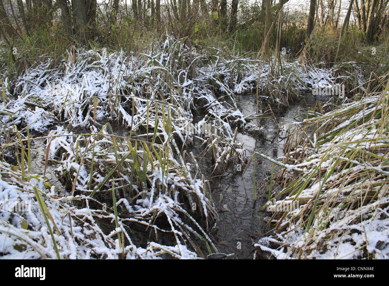 Gemeinsamen Erle Alnus Glutinosa Erle Carr nassen Wald Lebensraum Schnee bedeckten Schilf Seggen Fluss Tal Fen Redgrave Lopham Fen Stockfoto