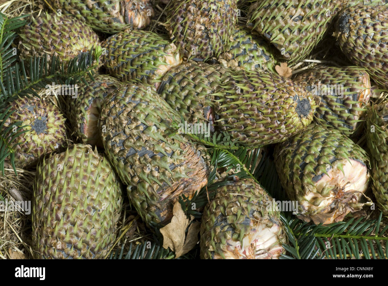 Forrests Tanne (Abies Forrestii) eingeführten Arten, Konen, Hampden Woods, Buckinghamshire, England Stockfoto