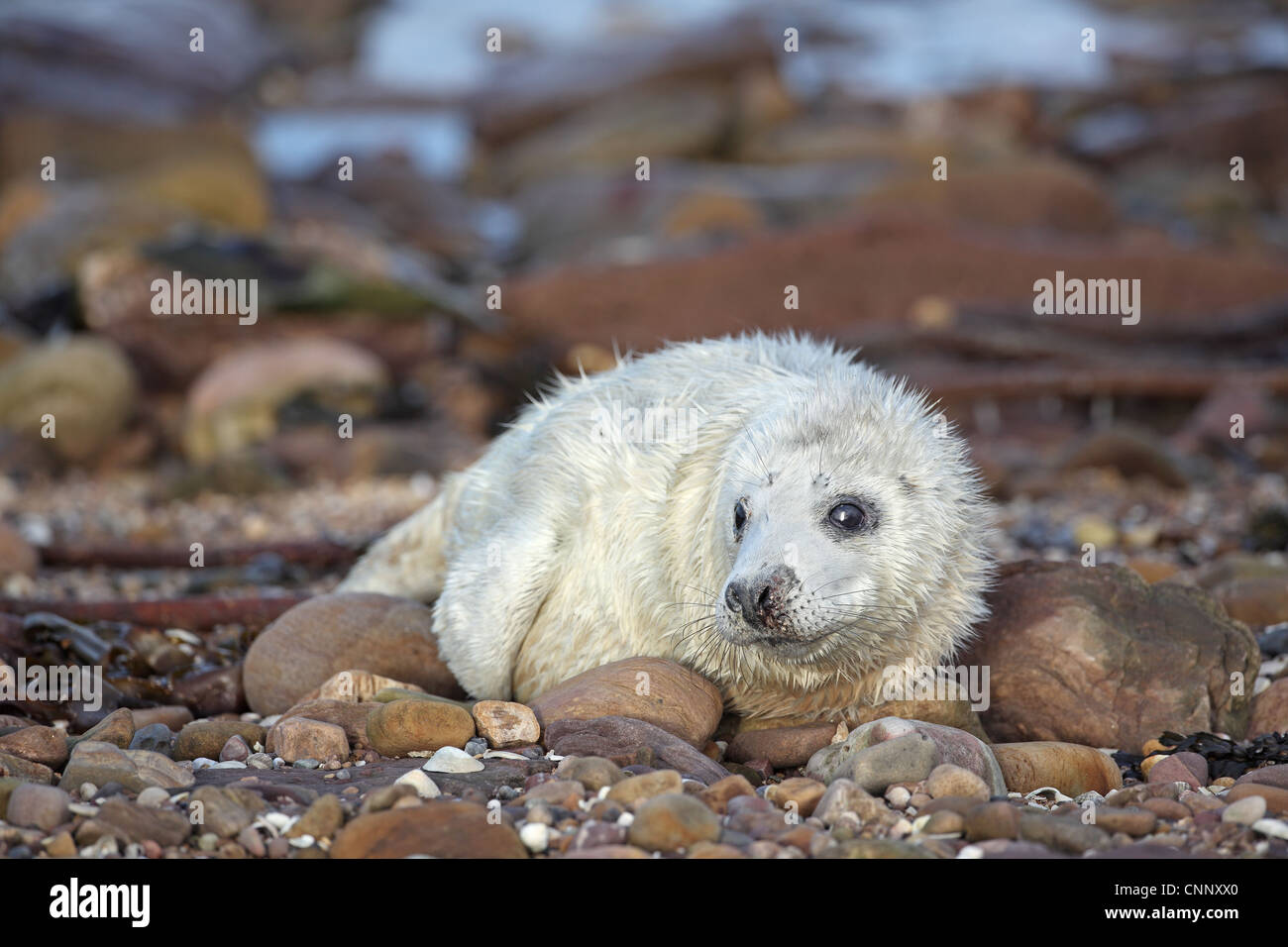 Grau-Dichtung, Halichoerus Grypus, jungen Welpen Stockfoto