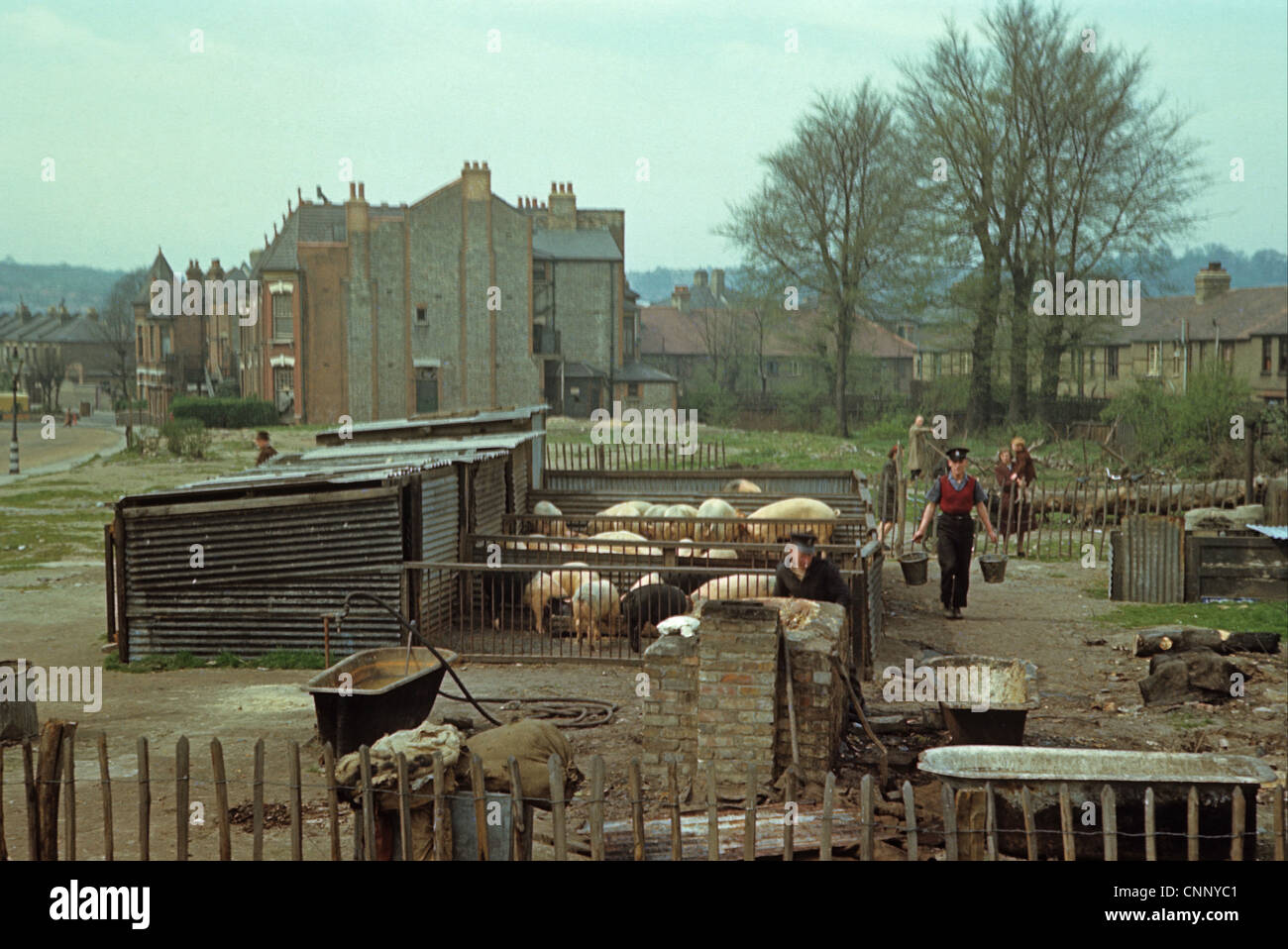 Schweinehaltung, Großbritannien während des Krieges, Aufzucht von Schweinen in bombardierten Bereich, Nord-London, England, April l944 Stockfoto