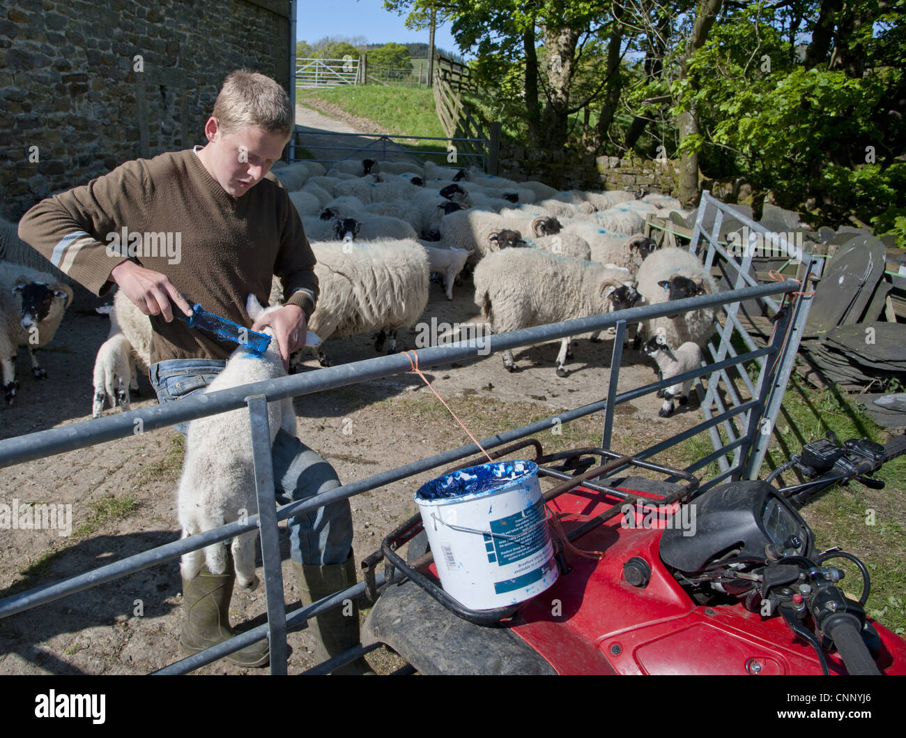 Hirte Kennzeichnung Lonk Lämmer mit Flüssigkeit, Dinkling Green Farm, Whitewell, Lancashire, England, Kennzeichnung kann Stockfoto