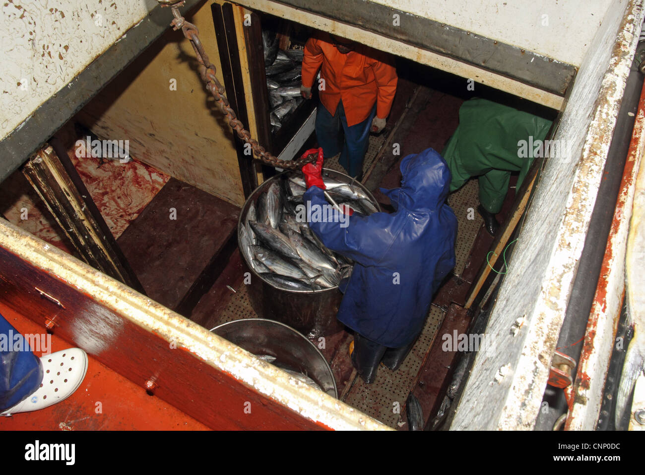 Thunfisch-Fischer mit Fang im halten des Bootes, gefangen mit Pole und Linie Fangmethode, Insel Pico, Azoren, august Stockfoto