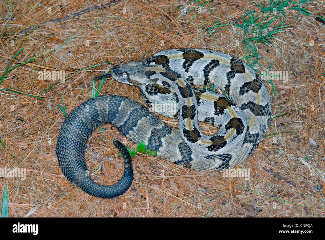 Holz-Klapperschlange, Crotalus horridus Stockfoto