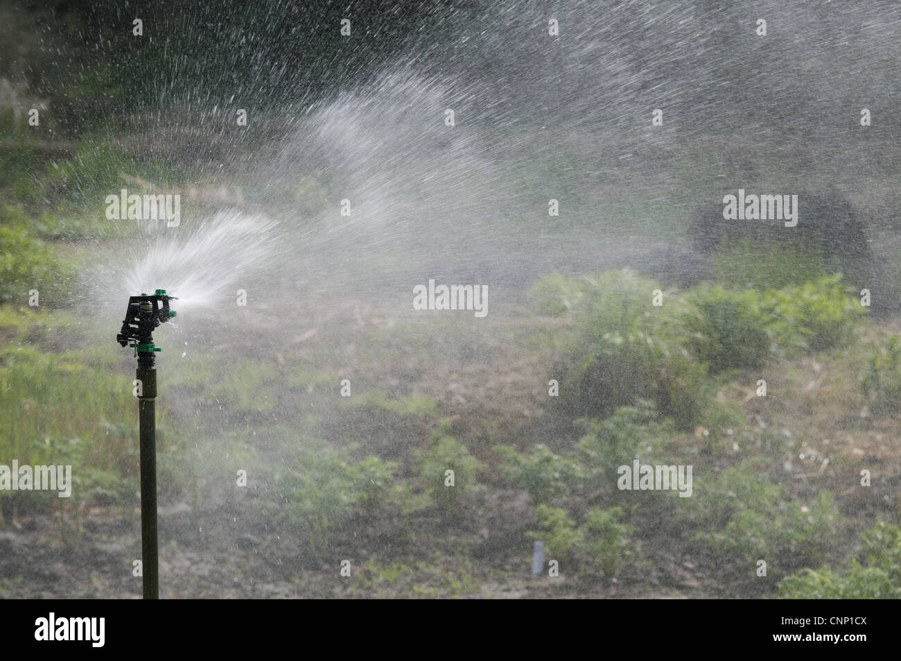 Automatisiertes Garten Sprinkler System Bewasserung Gemusegarten