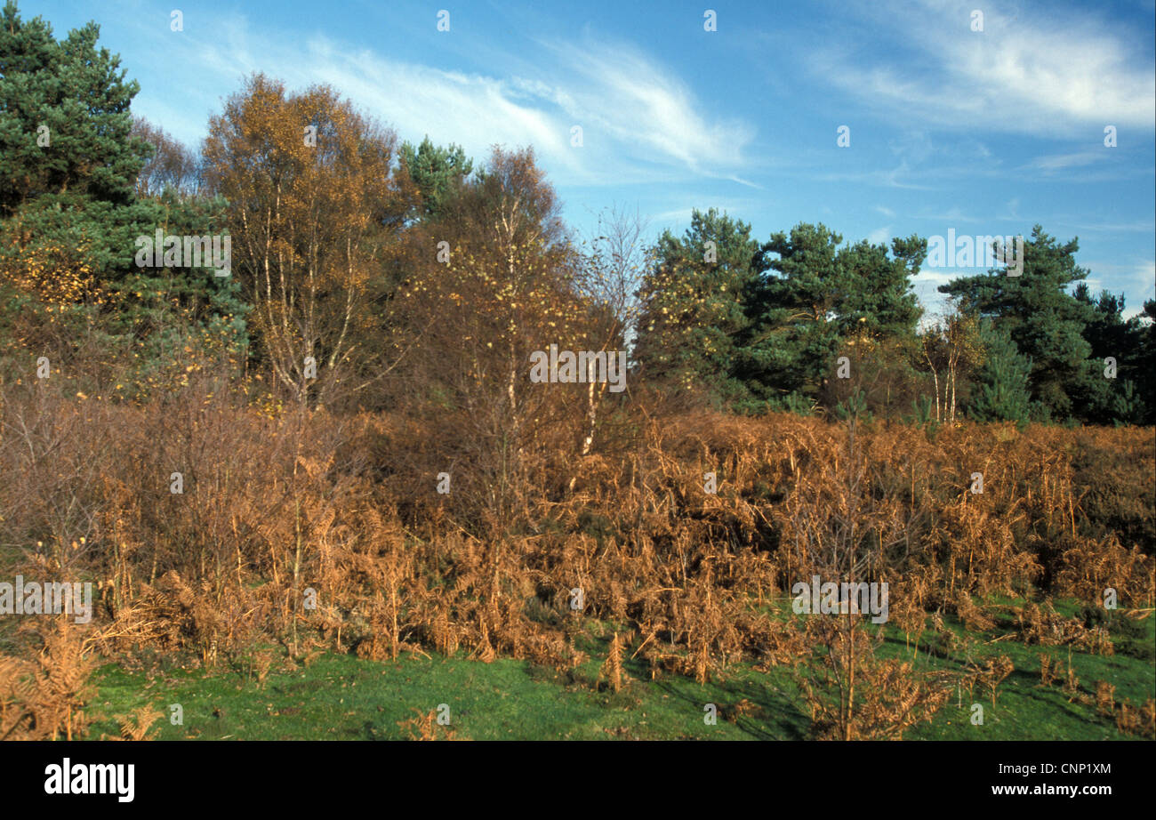 Heide Sutton und Hollesley Heide - Suffolk Stockfoto