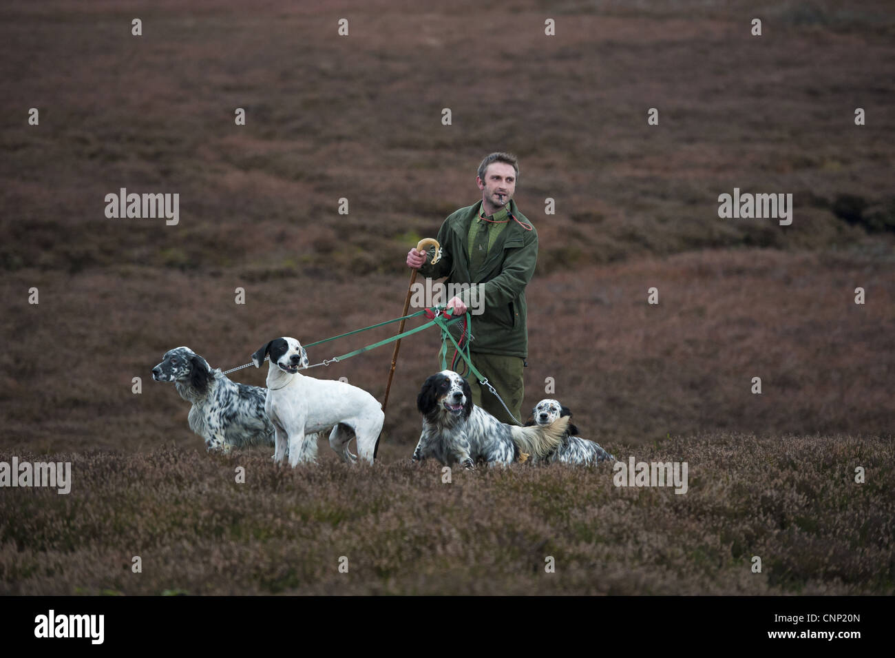 Mann stehend mit English Pointer und English Setter, zählen Moorhuhn Moorhuhn Moor, West Yorkshire, England, november Stockfoto
