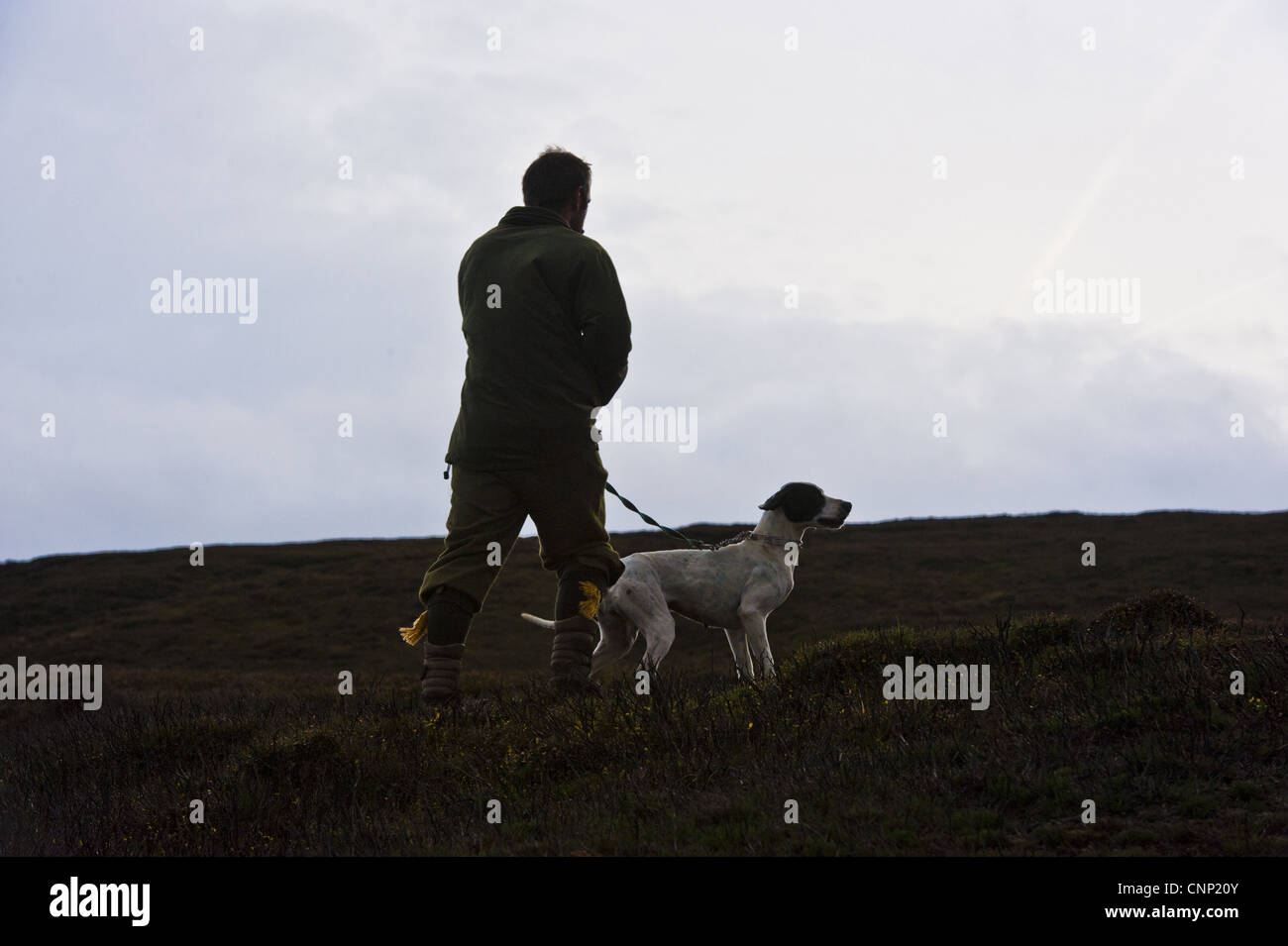Mann stehend mit English Pointer, zählen Moorhuhn Moorhuhn Moor, West Yorkshire, England, november Stockfoto
