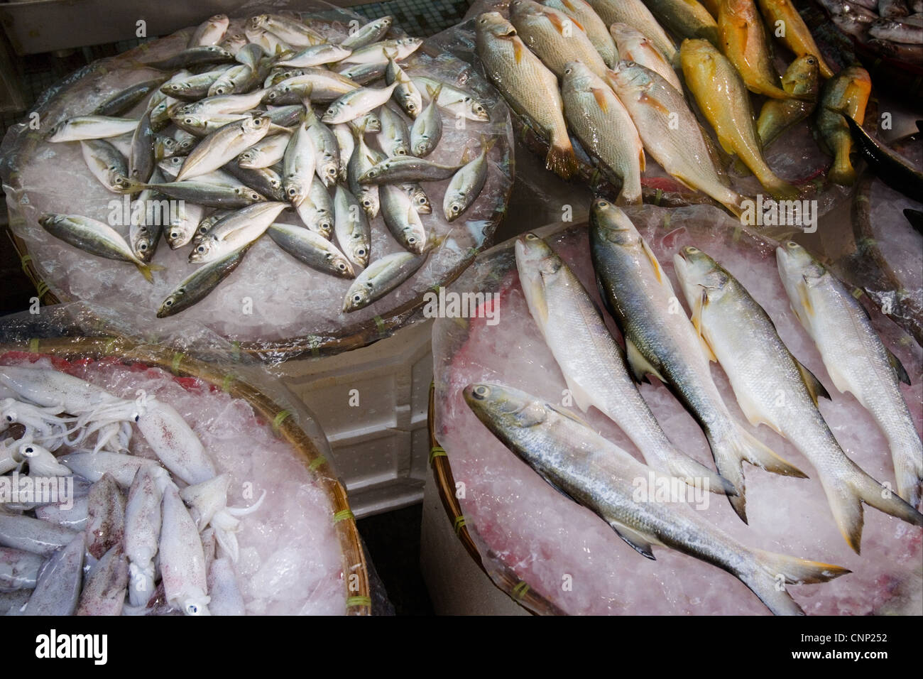 Fisch und Tintenfisch zum Verkauf auf Markt-stall, New Territories, Hong Kong, China Stockfoto