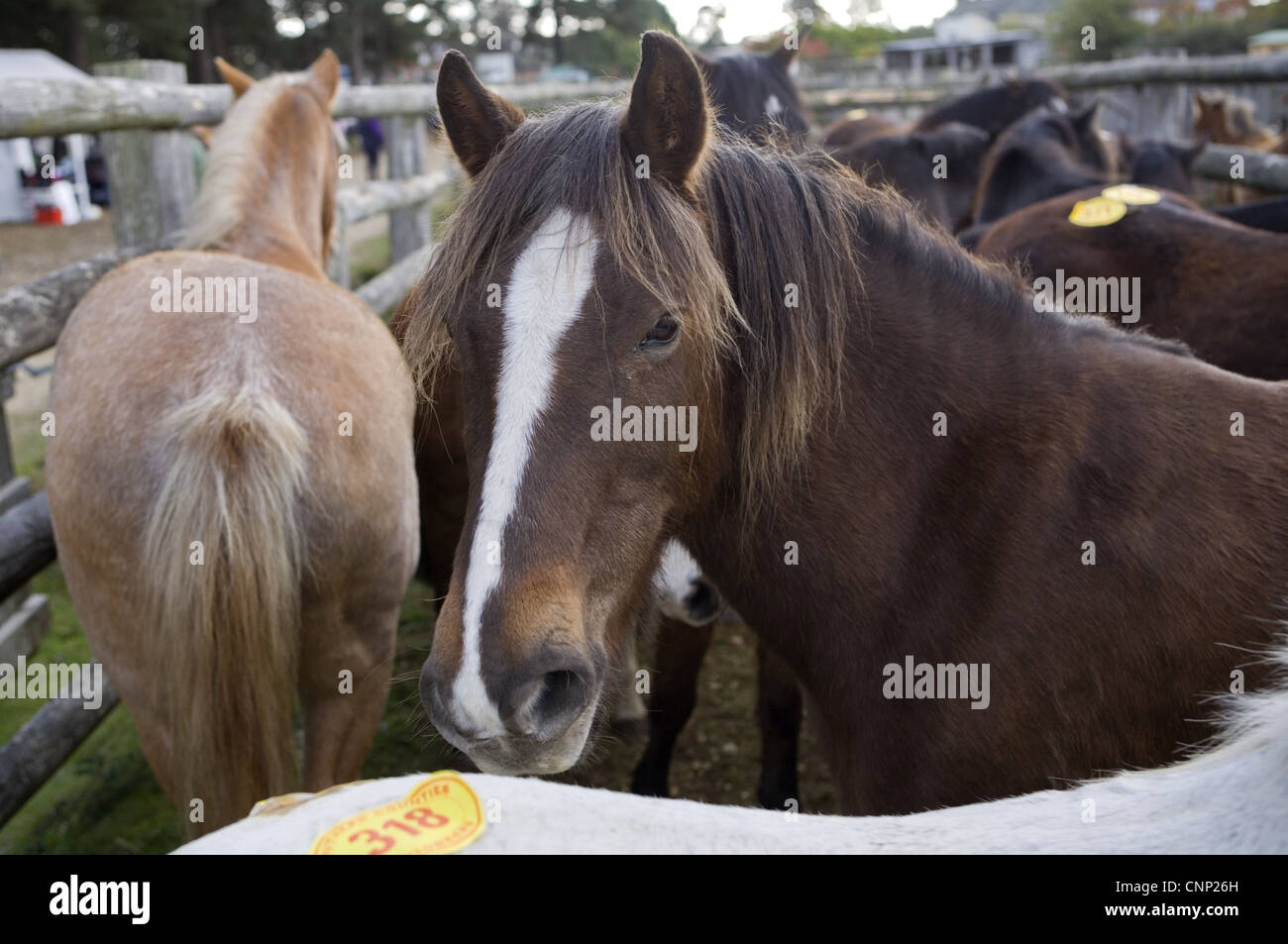 Ponys mit Auktion Zahlen in Stift bei Verkauf, New Forest, Hampshire, England, Oktober Stockfoto