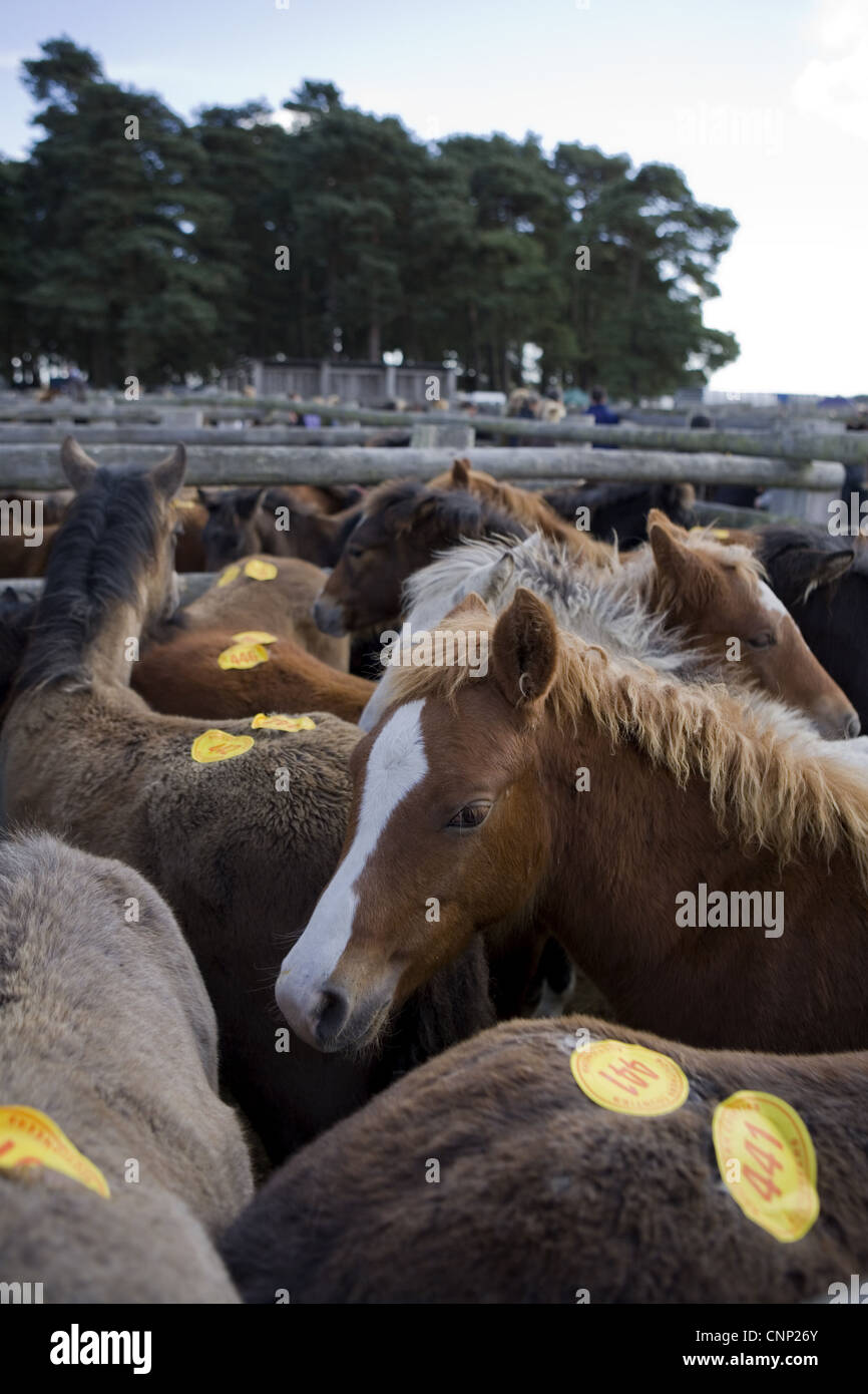 Ponys mit Auktion Zahlen in Stifte bei Verkauf, New Forest, Hampshire, England, Oktober Stockfoto