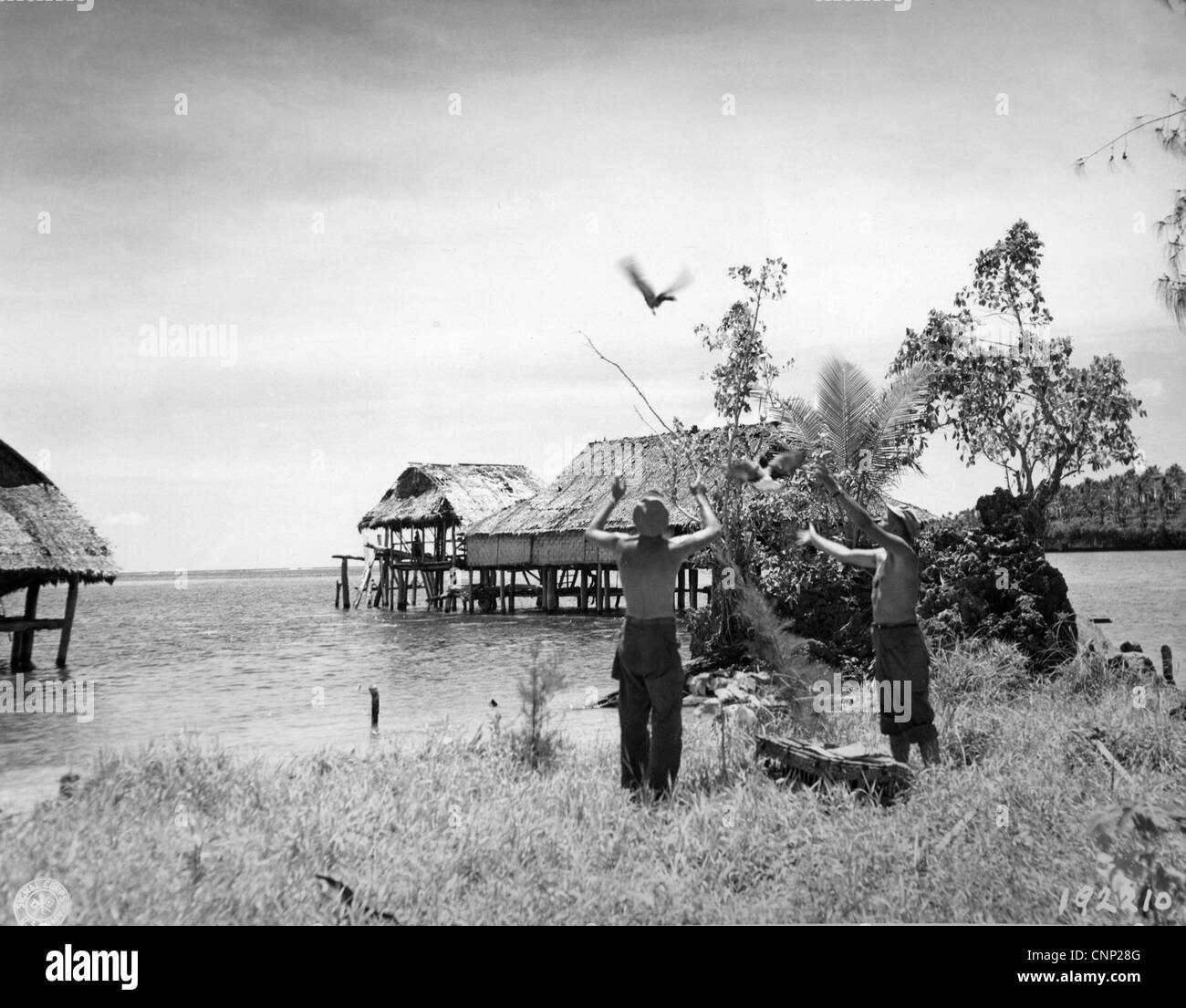 Amerikanische Soldaten Reconnaissance Troop 1. Kavallerie-Division Kurier Tauben Nachrichten Freigabe Hauptquartier im zweiten Weltkrieg Stockfoto