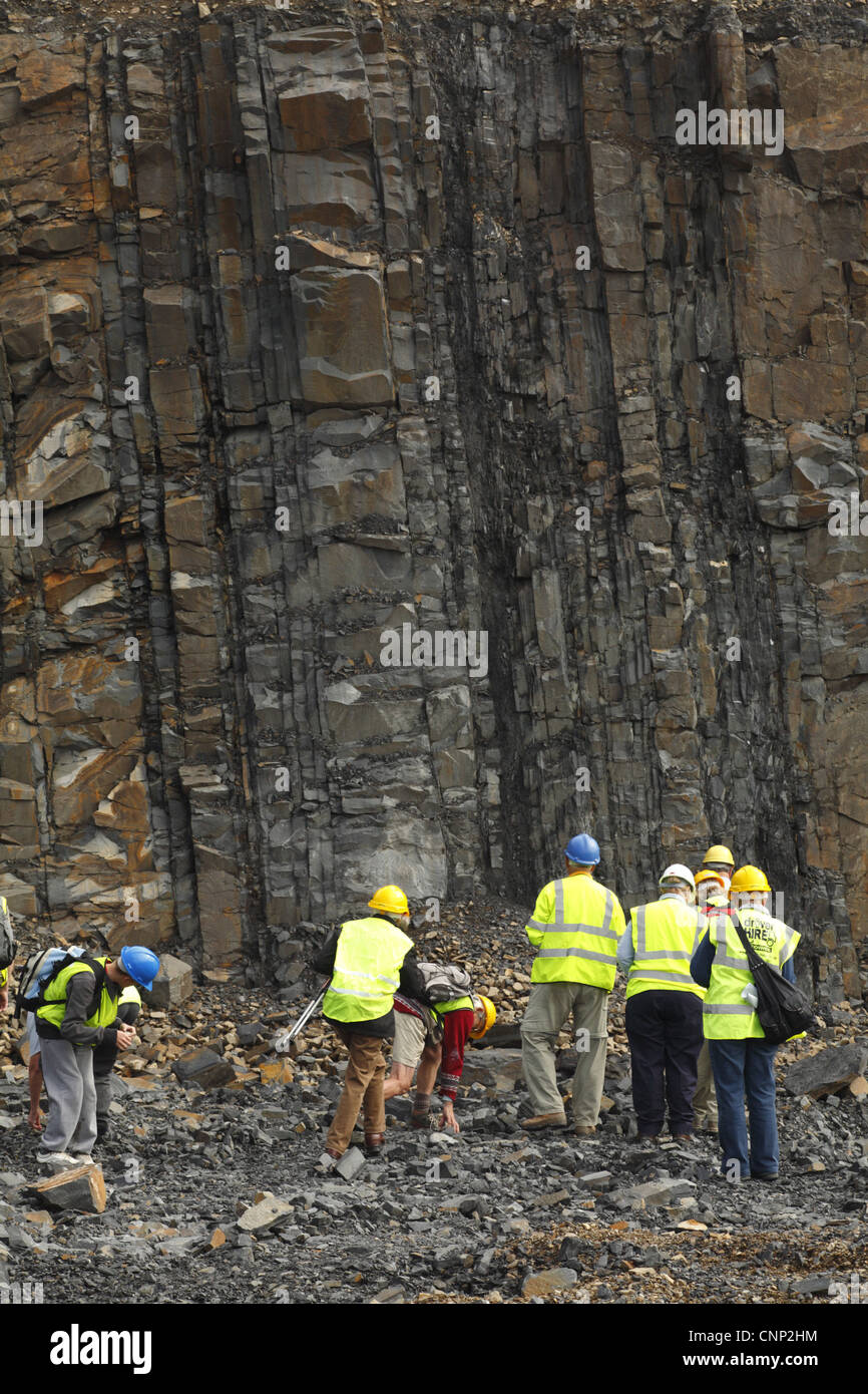 Geologen suchen Abbruchwand Wenlock Sandstein dominiert Mitte Silur Sedimentablagerungen Tan-Y-Foel Steinbruch Penstrowed Grütze Stockfoto