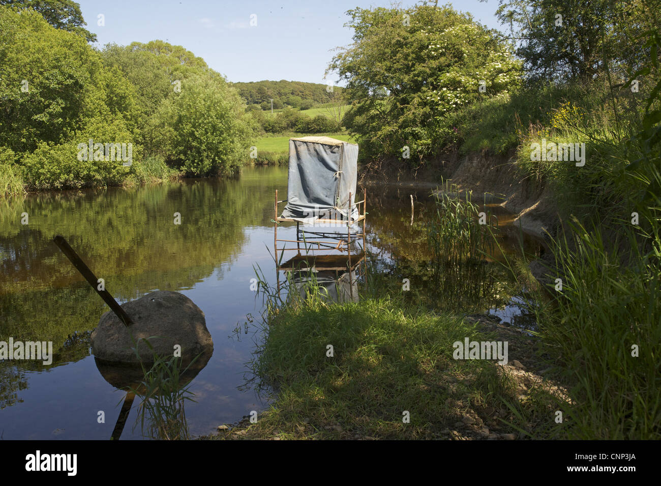 Naturfotografie verstecken für Eisvogel im River, Fluss Urr, Dalbeattie, Dumfries und Galloway, Schottland, Juli Stockfoto