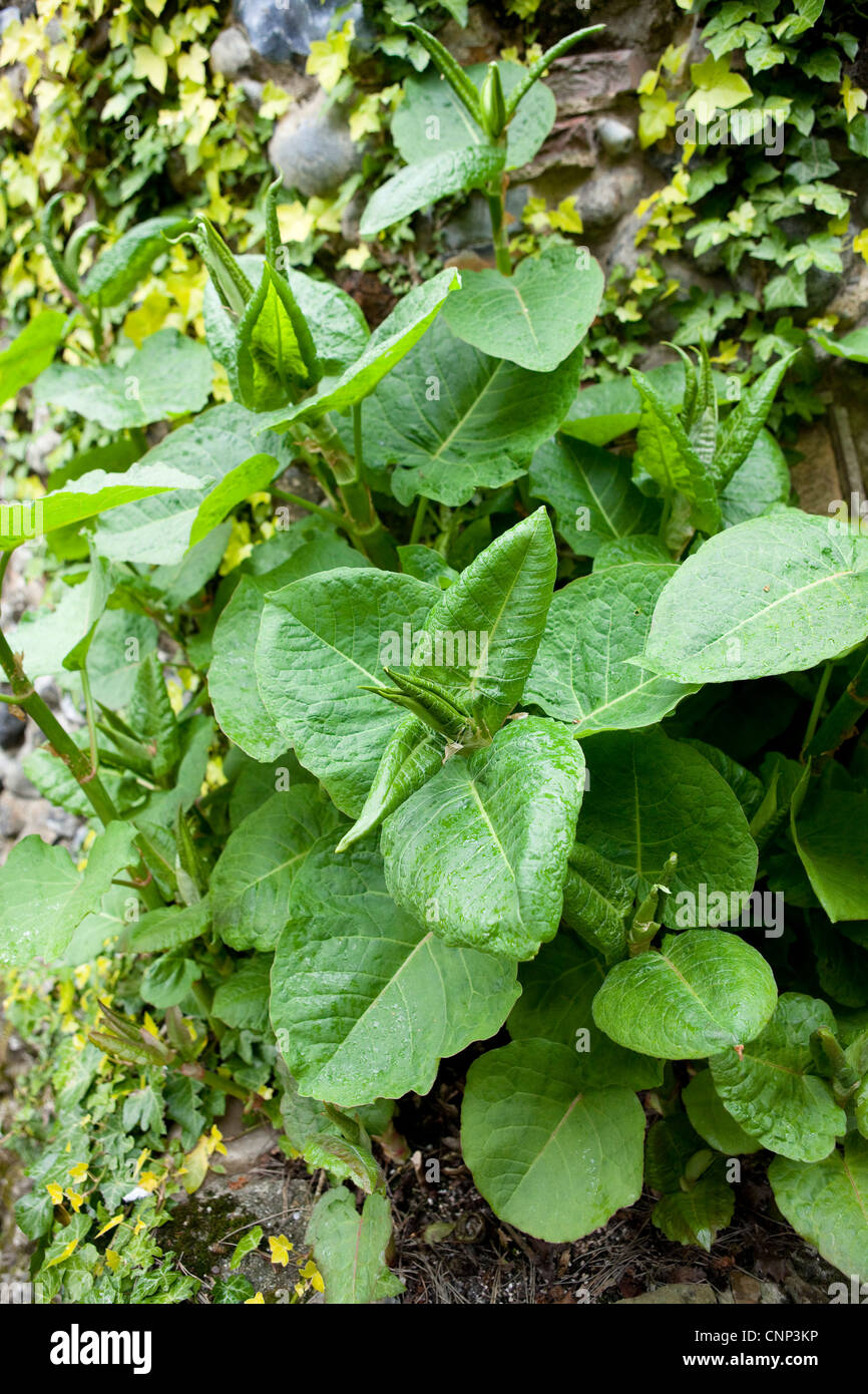 Japanischer Staudenknöterich - Fallopia Japonica Stockfoto