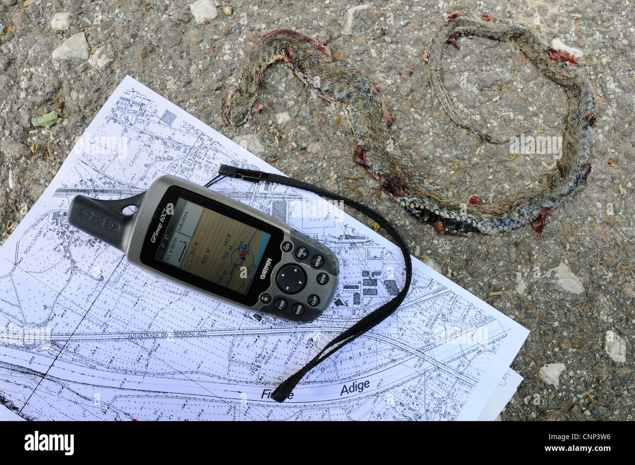 GPS-Mapping Würfel Schlange Natrix Tessellata tot Erwachsene Roadkill bietet nützliche Hinweise scheue Tier Präsenz gegeben Bereich Italien Stockfoto