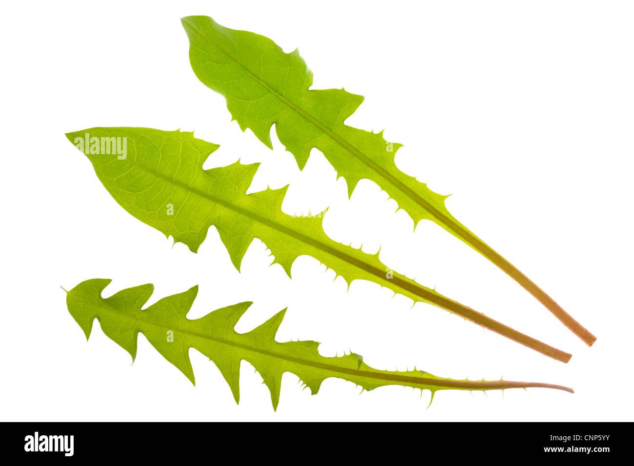 Löwenzahn Blätter isoliert auf weißem Hintergrund Stockfoto