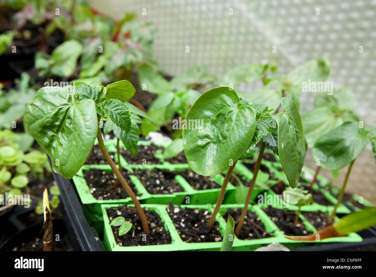 Ricinus Communis - Pflanze Detail - botanische Fotos Stockfoto