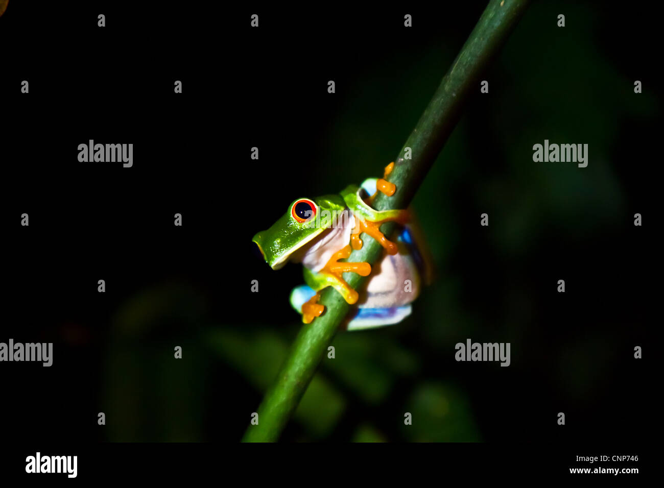 Eine niedliche rote Augen Laubfrosch sitzt auf einem vertikalen Ast in die Nebelwälder von Nicaragua. Stockfoto