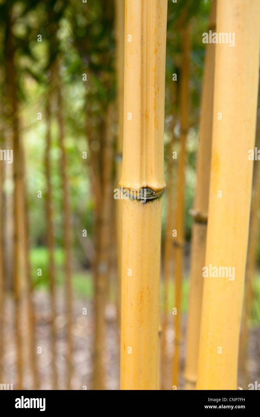 Gelbe nut bambus bltter -Fotos und -Bildmaterial in hoher Auflsung  Alamy