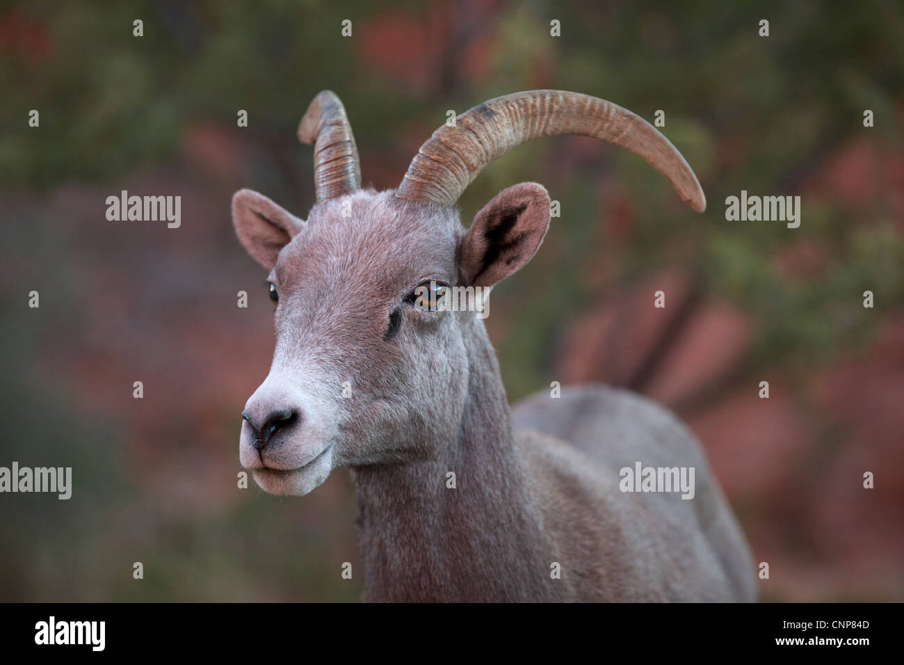 Big Horn Sheep ewe Stockfoto