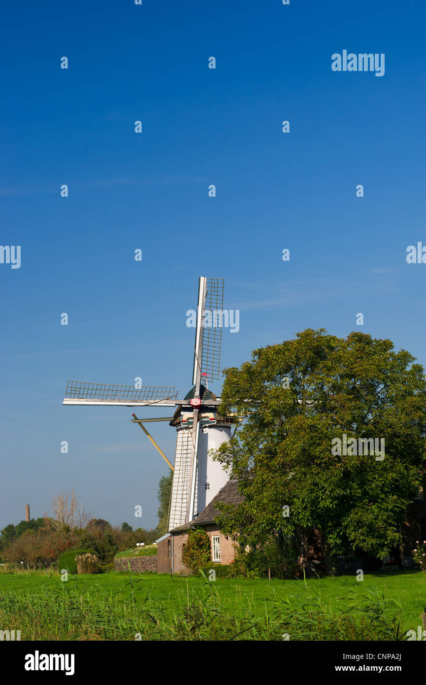 Windmühle in holländische Landschaft Stockfoto