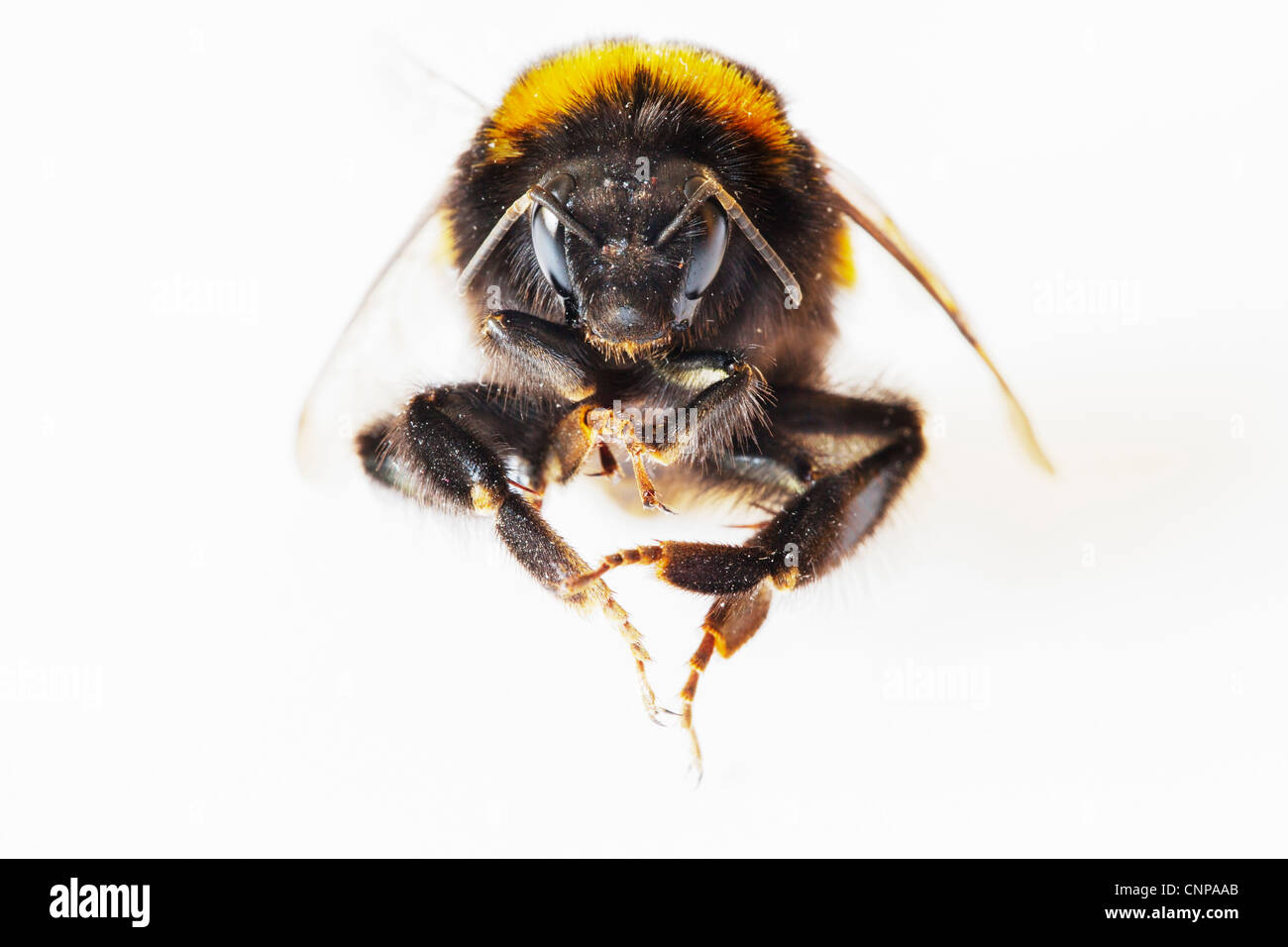 Close Up (Makro) anteriore Ansicht von einer Hummel (Bombus terrestris) vor einem weißen Hintergrund Stockfoto