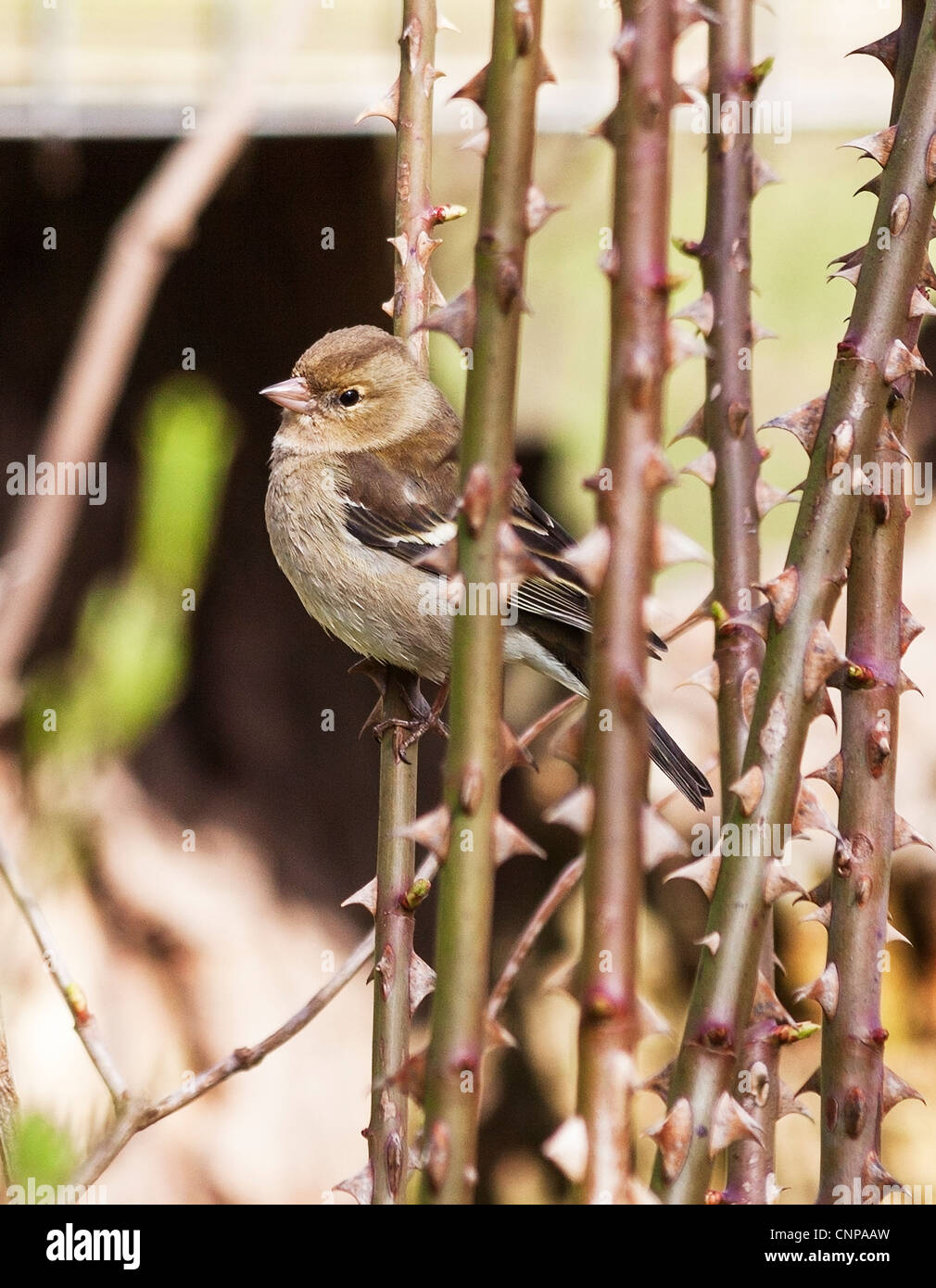 Weibliche Buchfinken (Fringilla Coelebs) hocken in dornigen Stielen Stockfoto