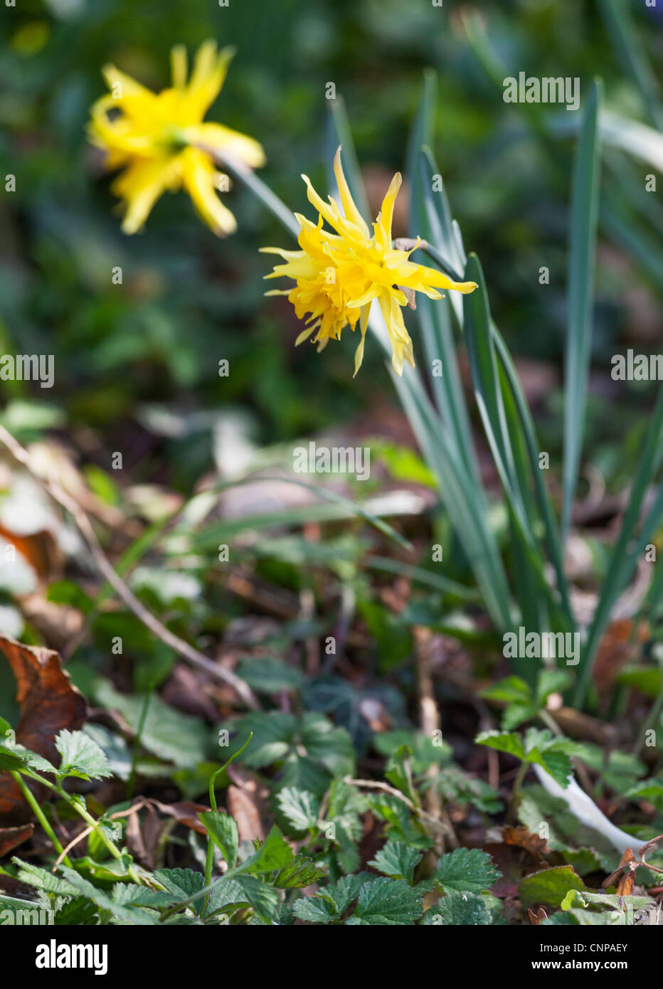 Narzisse Rip Van Winkle, gelbe Blütenblätter, zerfetzt aussehen, Trompete, RHS Gärten, Wisley, Surrey, UK im Frühjahr Stockfoto