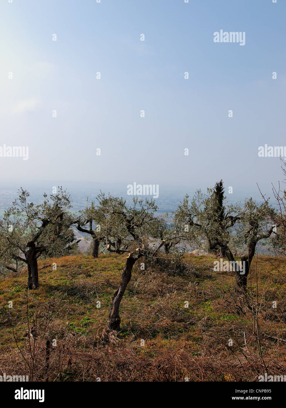 Olivenbäume, Assisi, Italien Stockfoto
