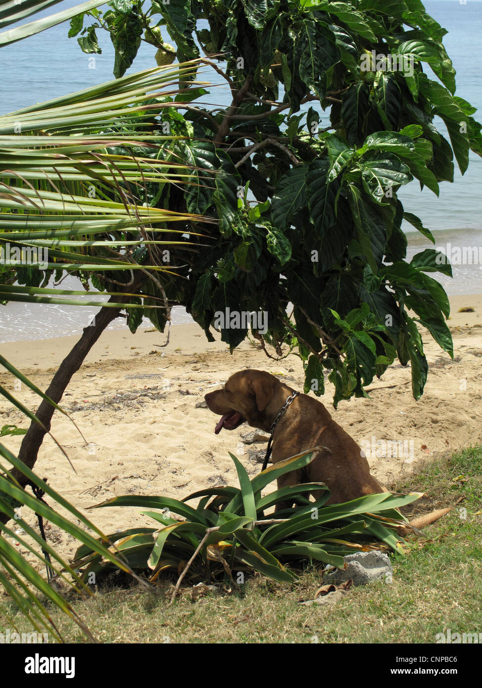 Hund sucht Schatten unter einem Baum. Stockfoto