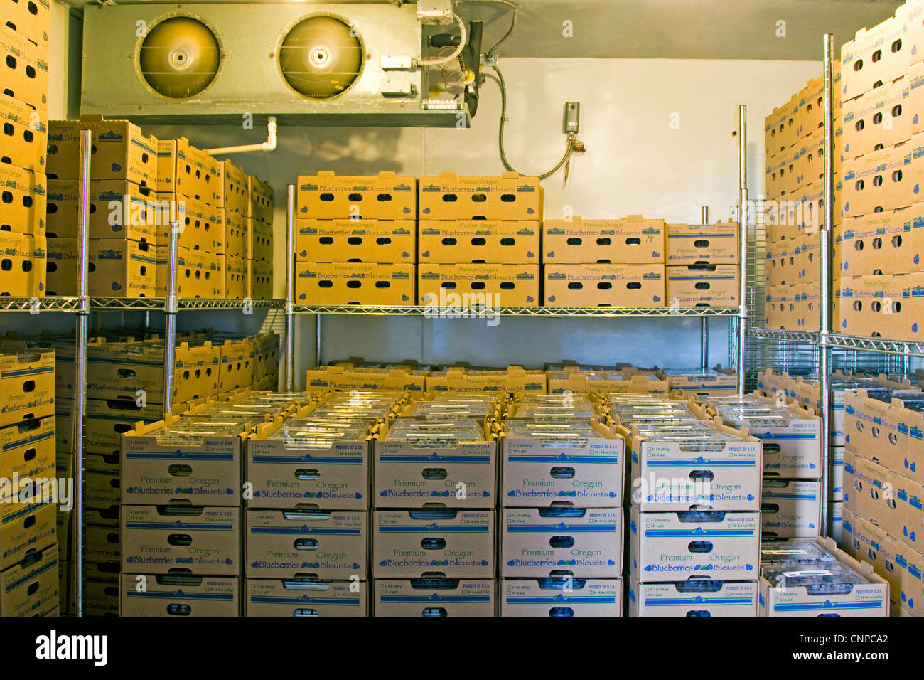 Frisch geerntet und Heidelbeeren in Kühler vom Bauernhof versandfertig verpackt Stockfoto