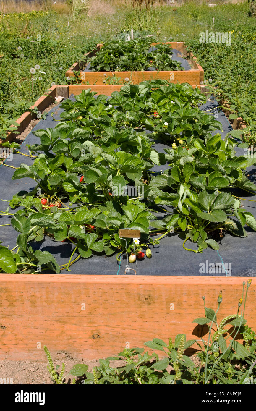 Bio-Erdbeeren im Garten Hochbeeten angebaut Stockfoto