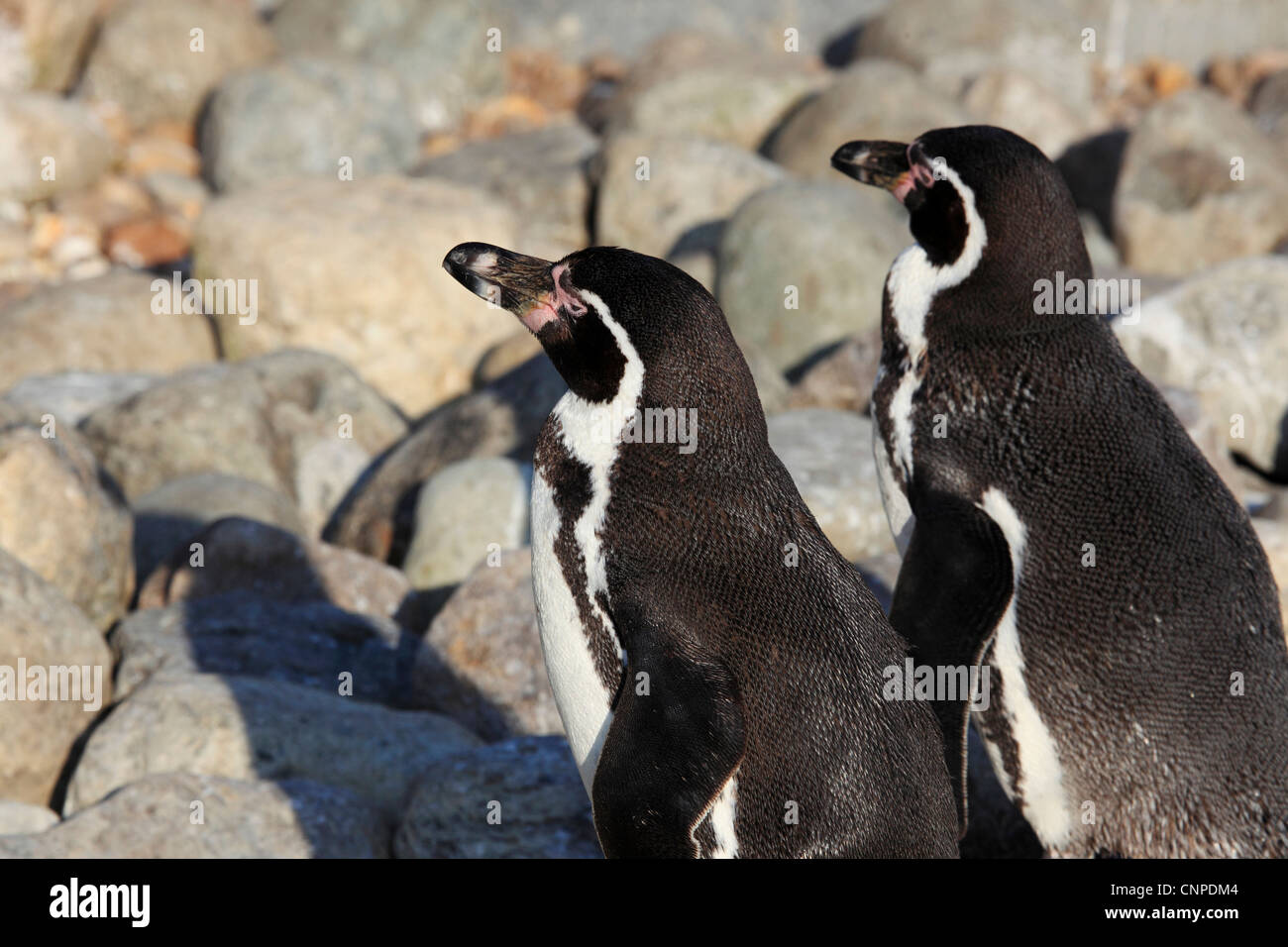 3750. Humboldt-Pinguine, Wingham Wildpark, Kent, England Stockfoto