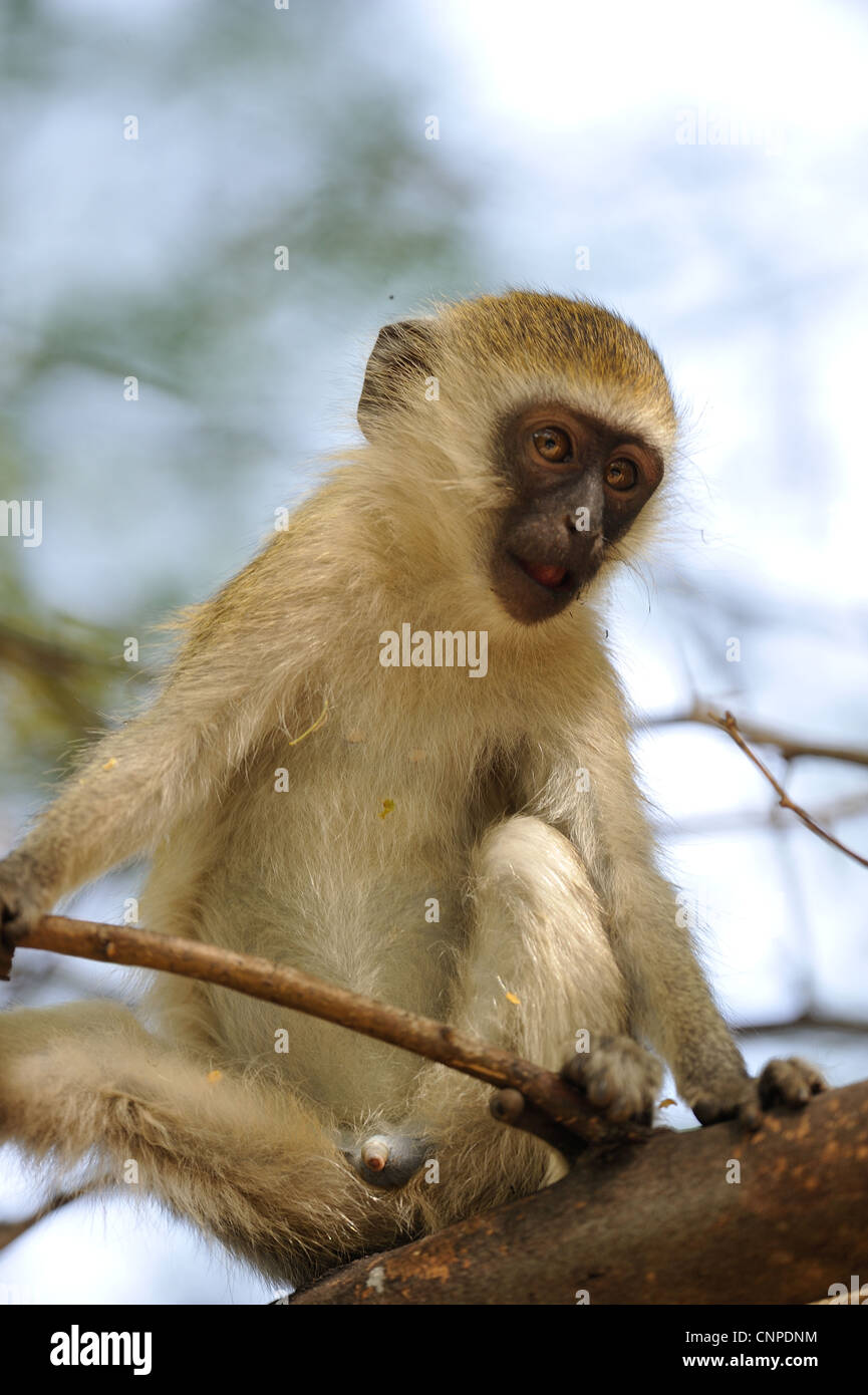 Vervet Affen - Grivet Affen - Green Monkey - Savanne Affe (Chlorocebus Pygerythrus) junger Mann in einem Baum am Lake Baringo Stockfoto