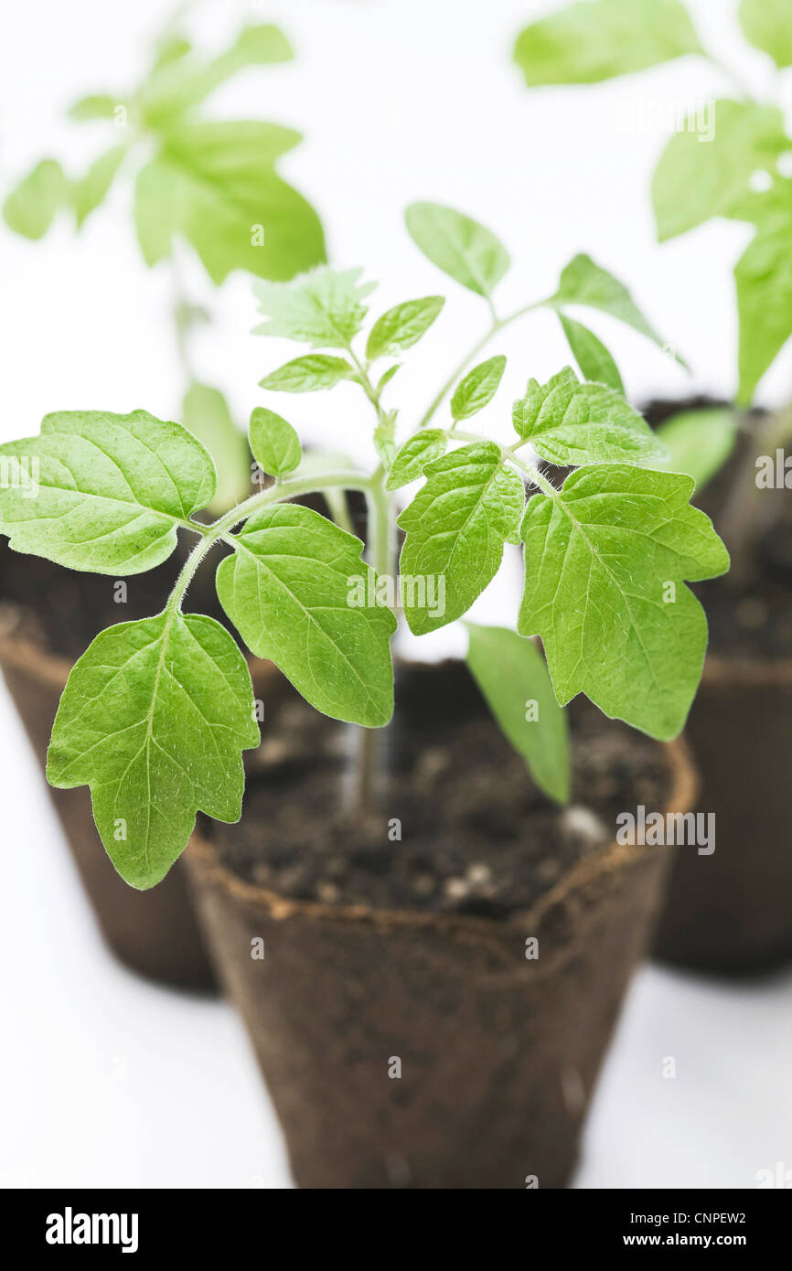 Lycopersicon Esculentum. Tomatenpflanzen in den frühen Stadien des Wachstums. Stockfoto