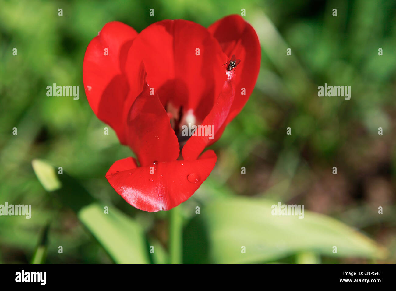 rote Tulpe Blüte mit Fliege Stockfoto