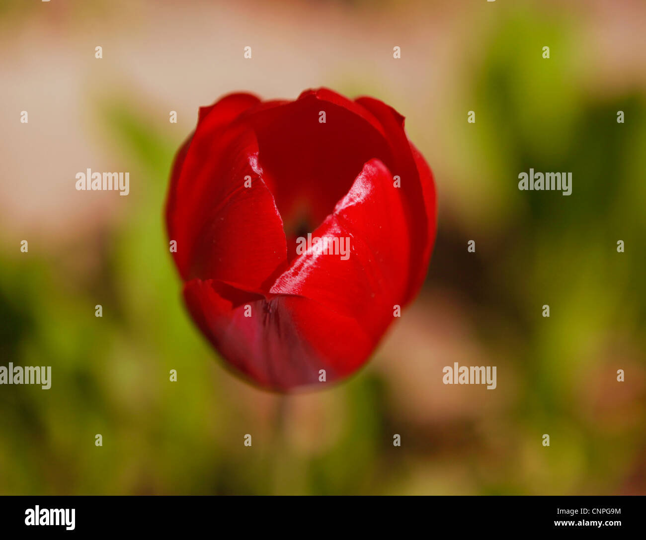 rote Tulpe Blüte Stockfoto