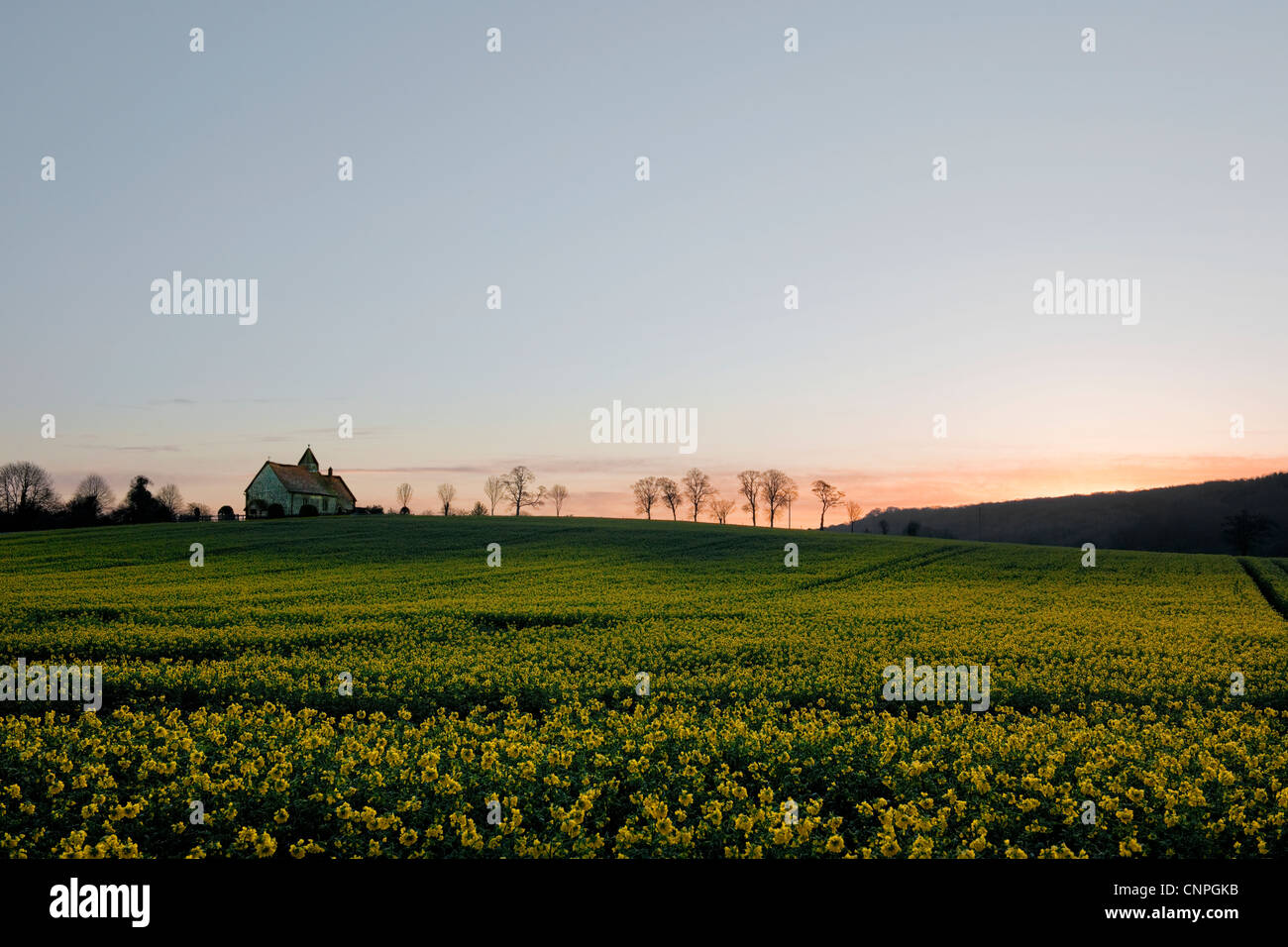 St. Huberts Idsworth am frühen Morgen mit Raps Feld im Vordergrund und am frühen Morgenlicht am Horizont Stockfoto