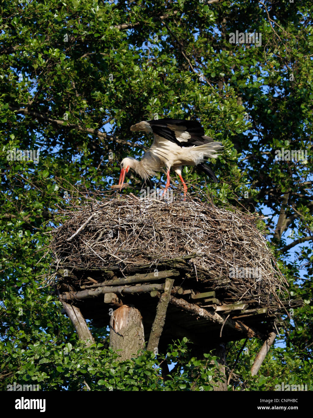 Storch dem Nestbau Stockfoto