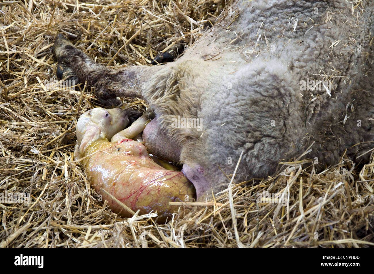 Eine Mutter, die Geburt, ein Lamm, Lämmer Saison März 2012 Stockfoto