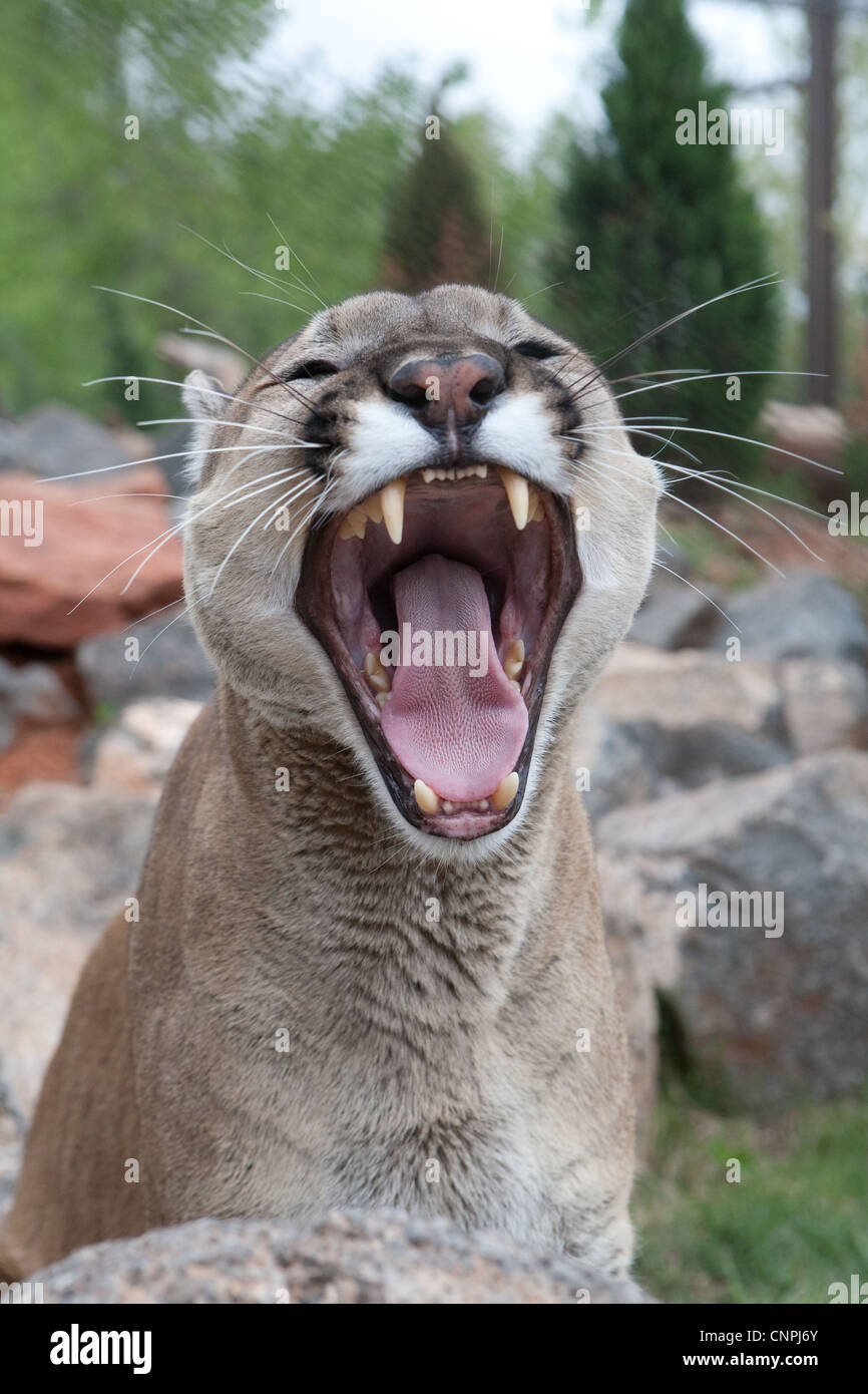 Cougar Mountain Lion Panther Mountain Cat puma Stockfoto