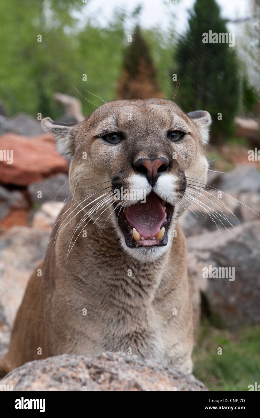 Cougar Mountain Lion Blcook Panther Mountain Cat puma Stockfoto