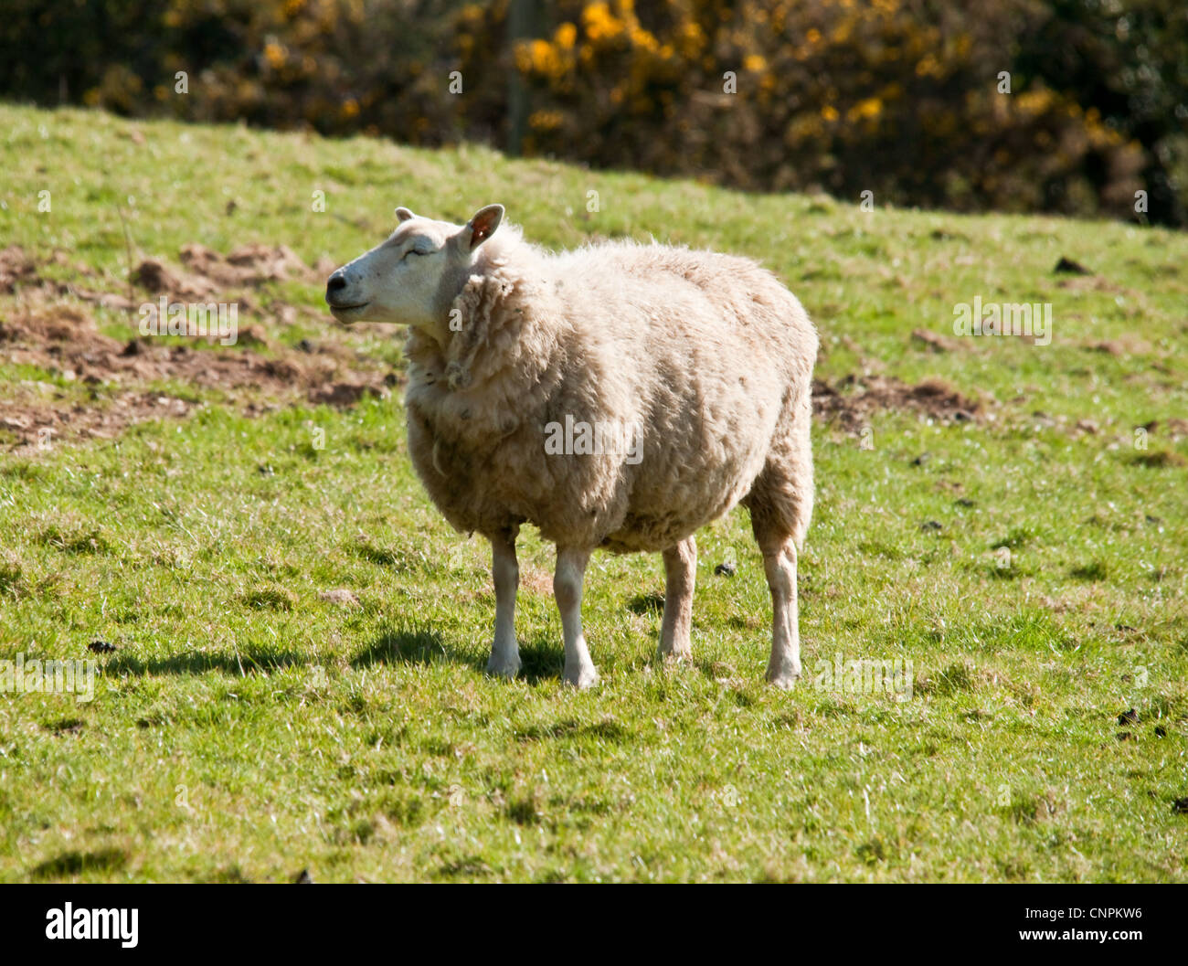 Ein Schaf in einem Bauern Feld in Cornwall Stockfoto