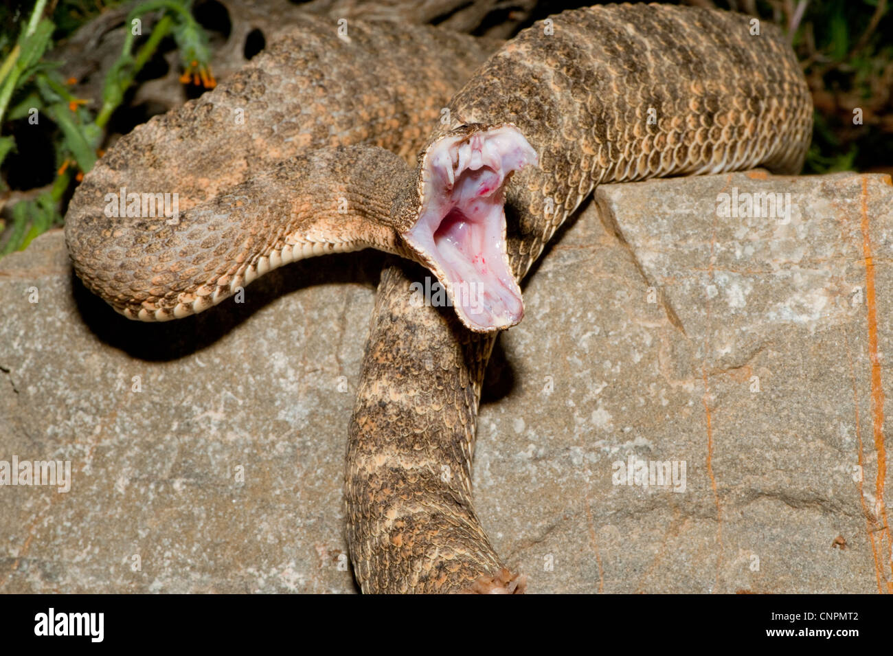 Tiger-Klapperschlange auffällig. Crotalus Tigris Tucson, Pima County, Arizona, USA 10 April Erwachsenen Viperidae Stockfoto